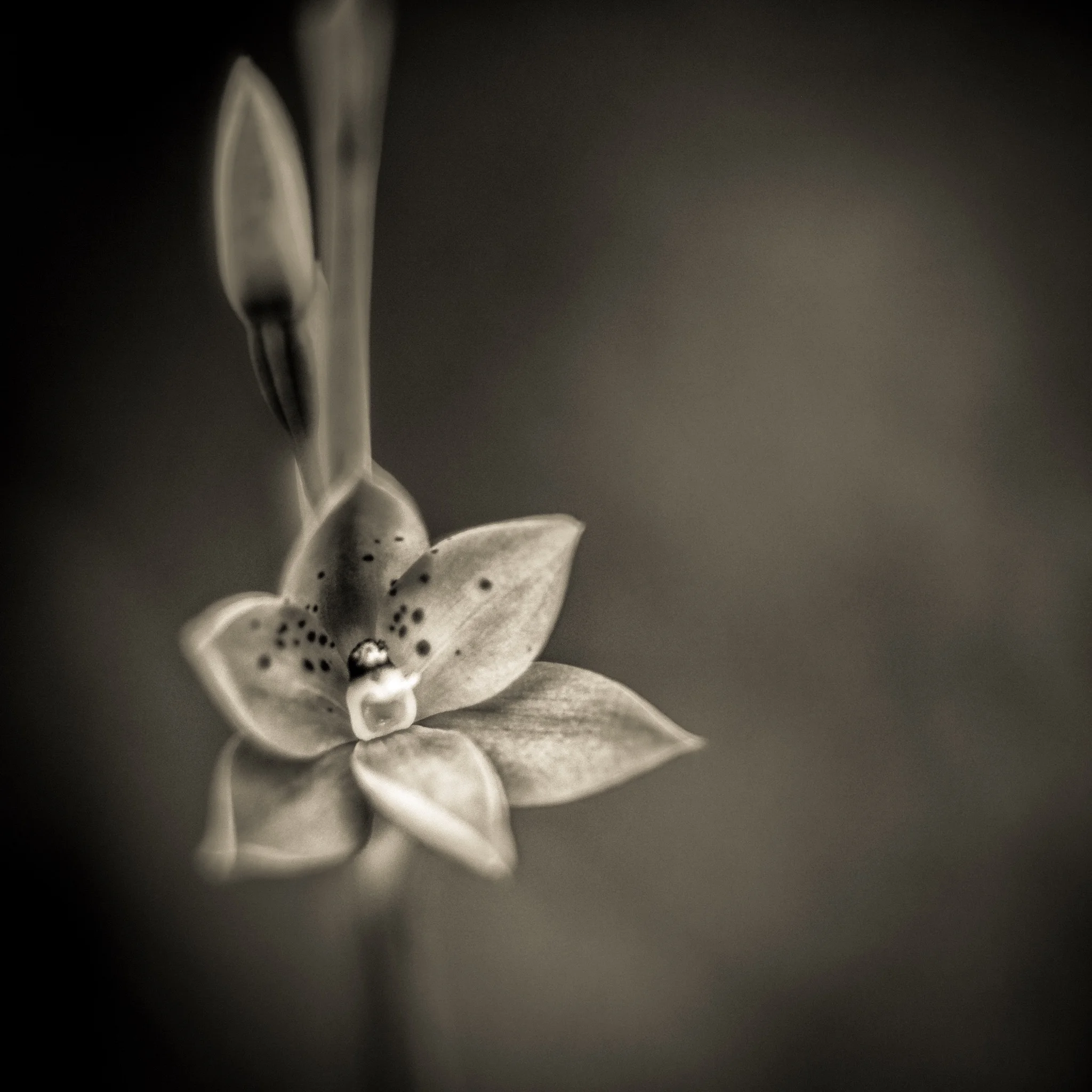 Sun Orchid 