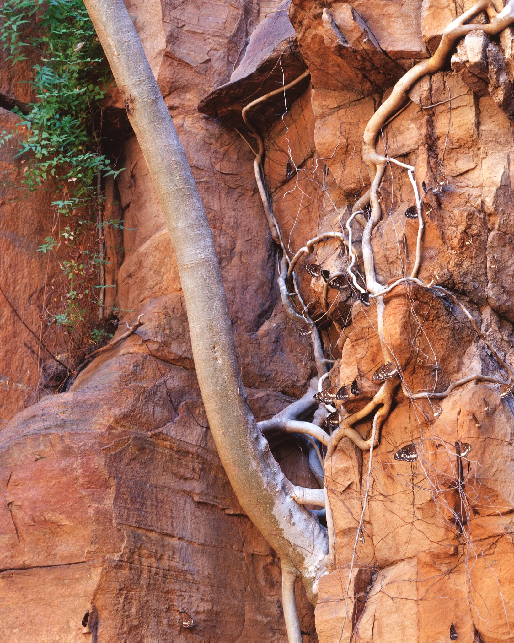 Beautiful things don’t ask for attention