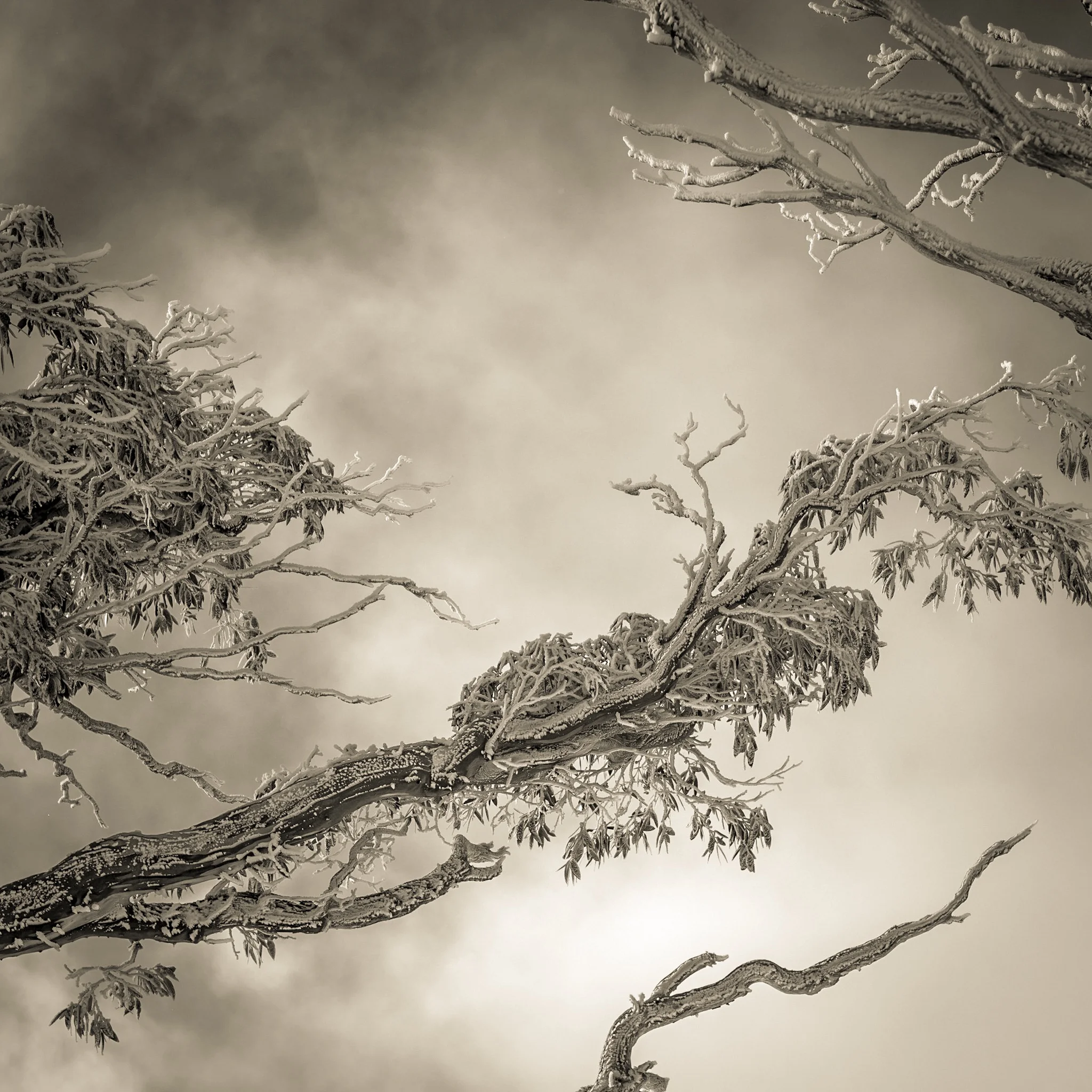 Contemplate nature’s beauty 