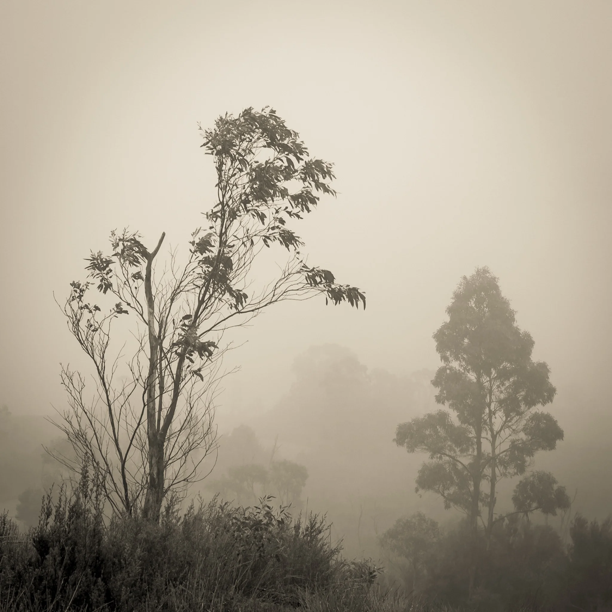 Tarkine mists