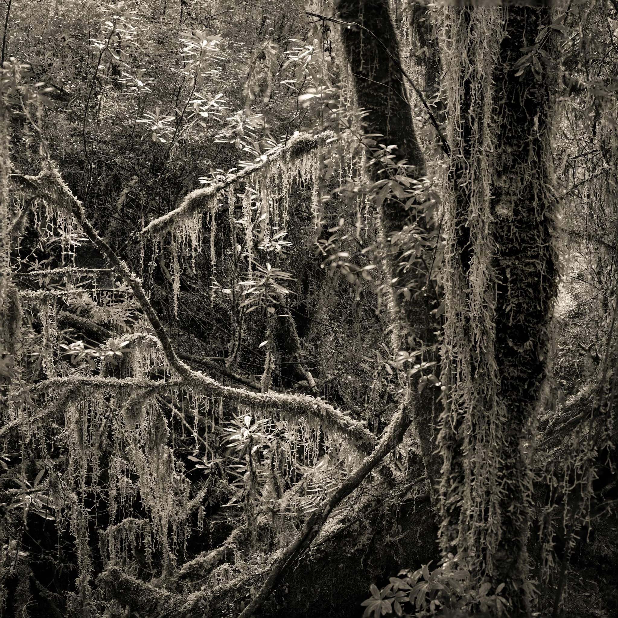 Observation as listening