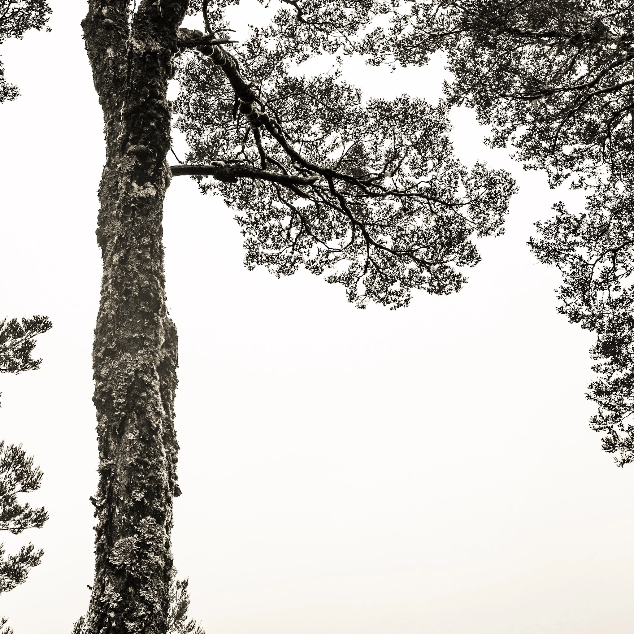 Australian trees