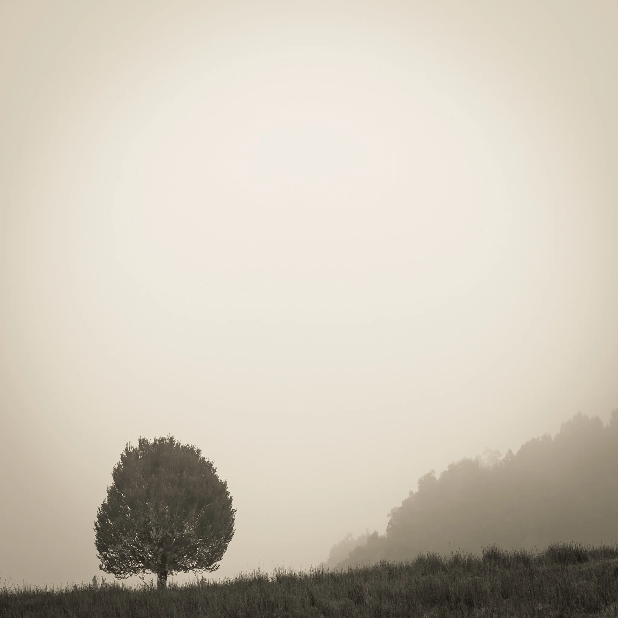 That tree again