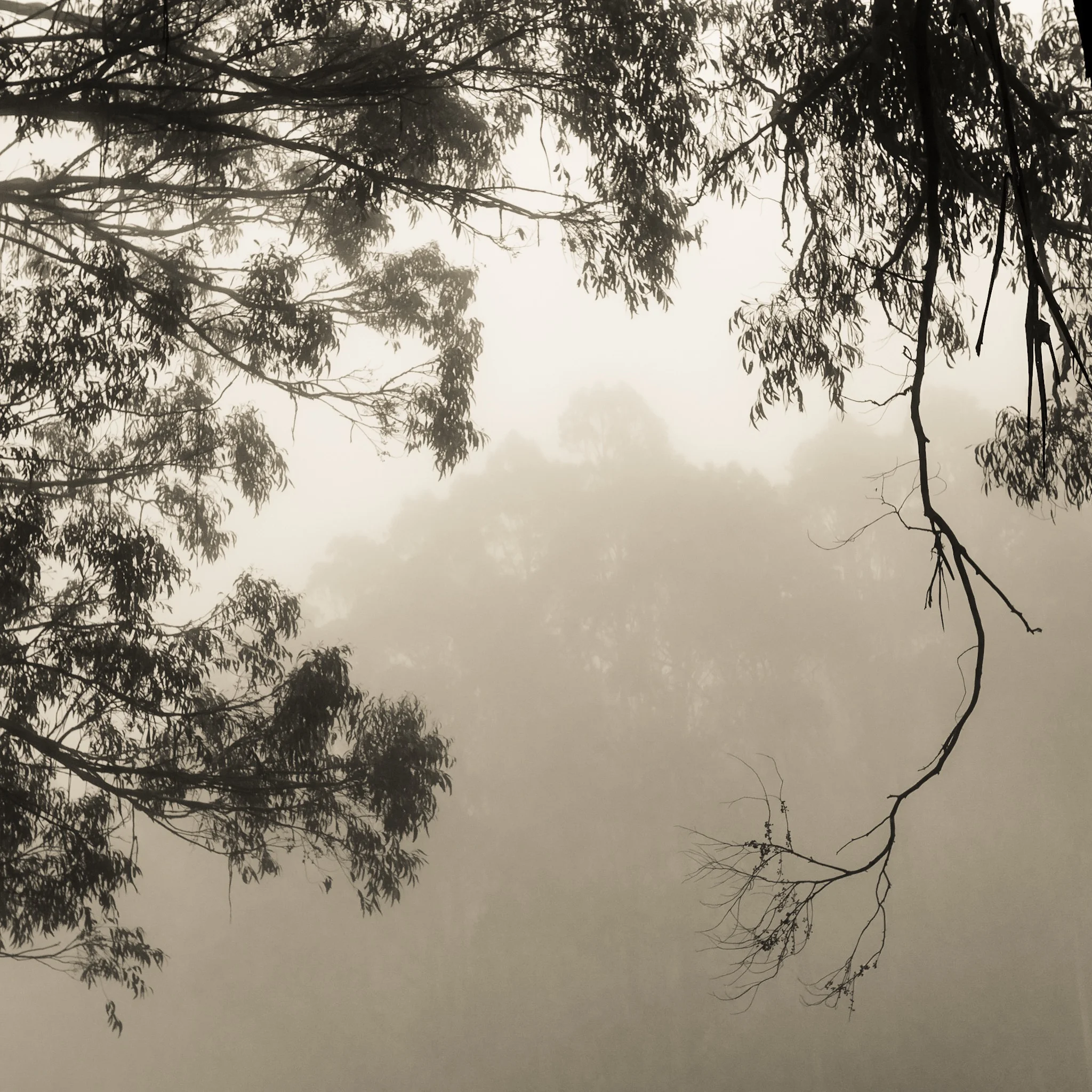 Black and White Photography the Easy Way