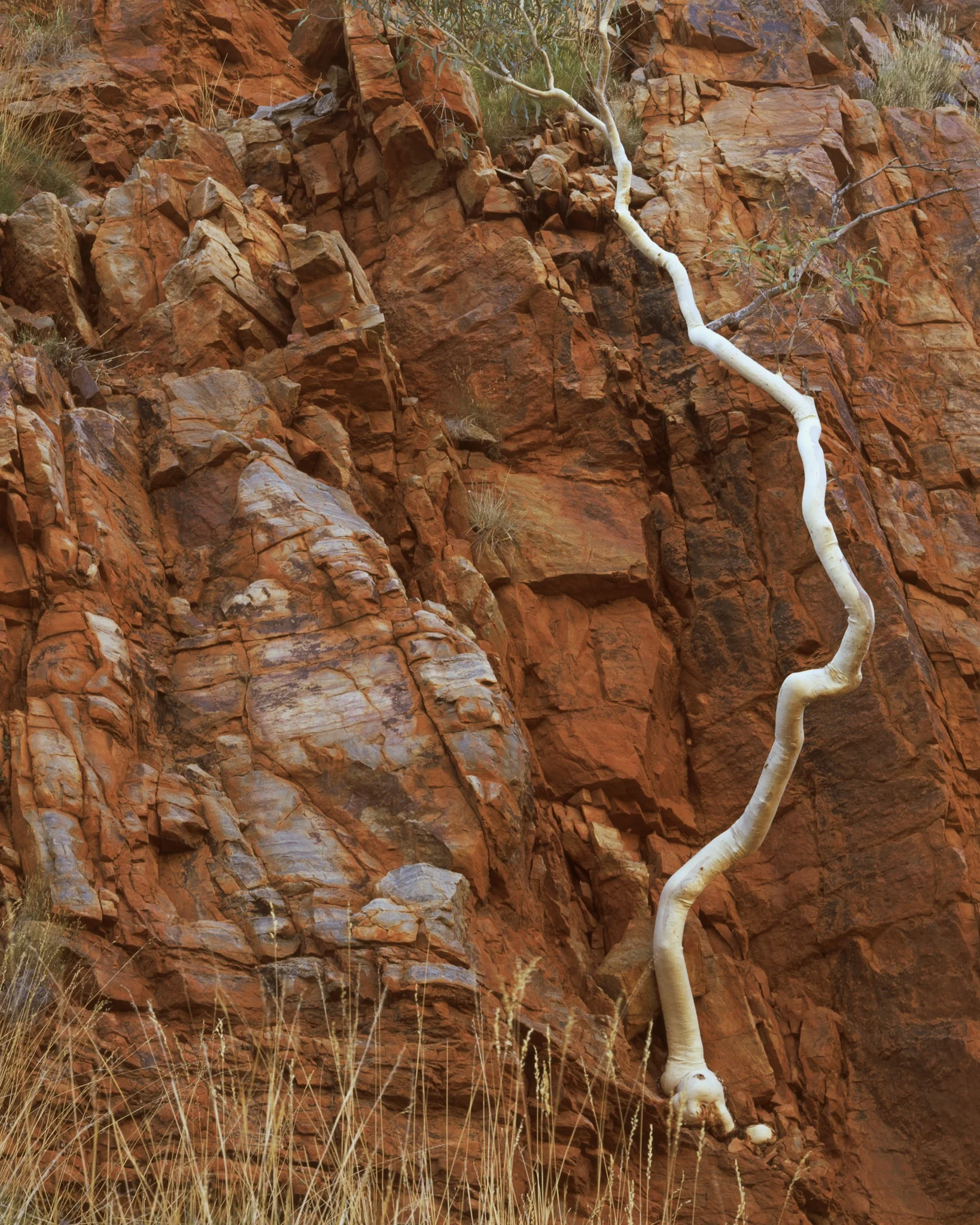 Redbank Gorge