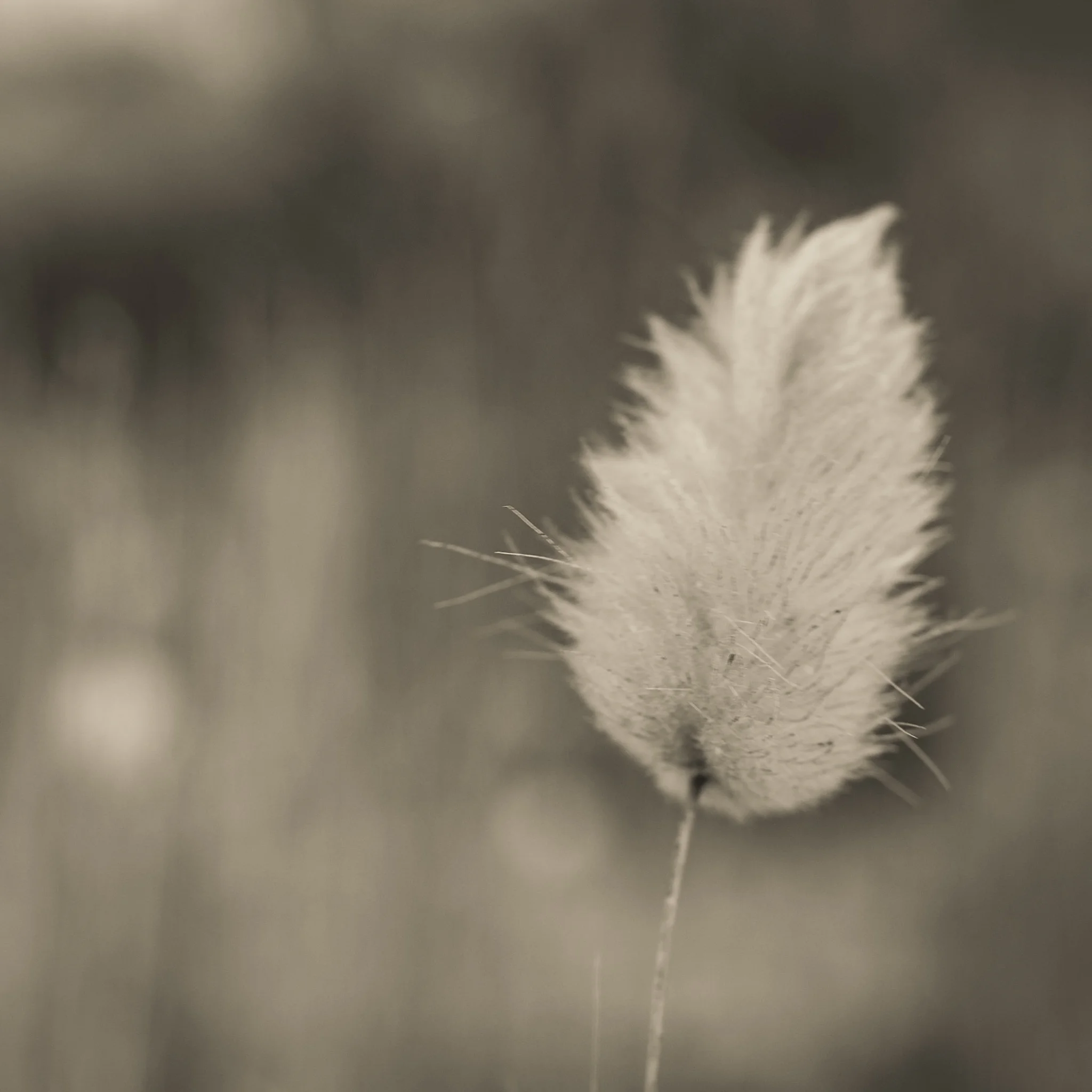 Western Australian Wildflowers