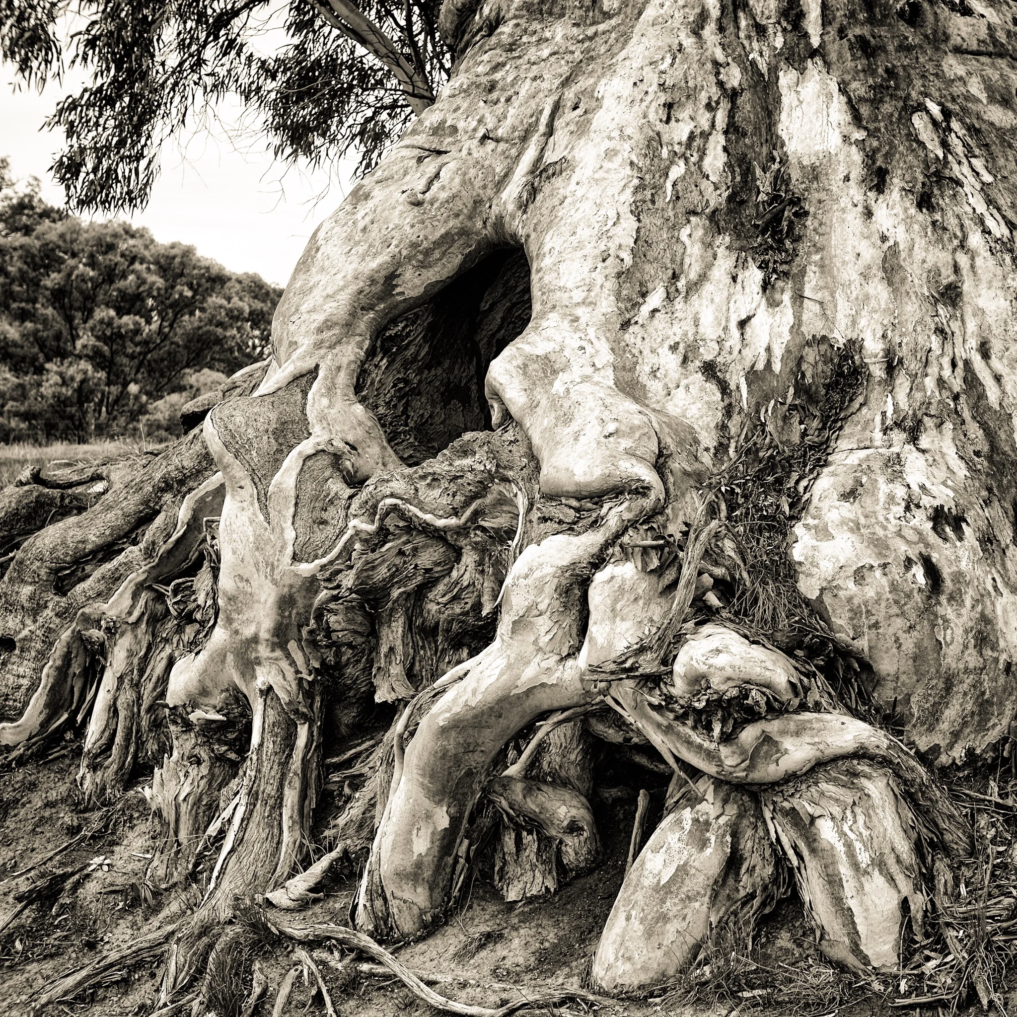 The Spirit of Endurance 