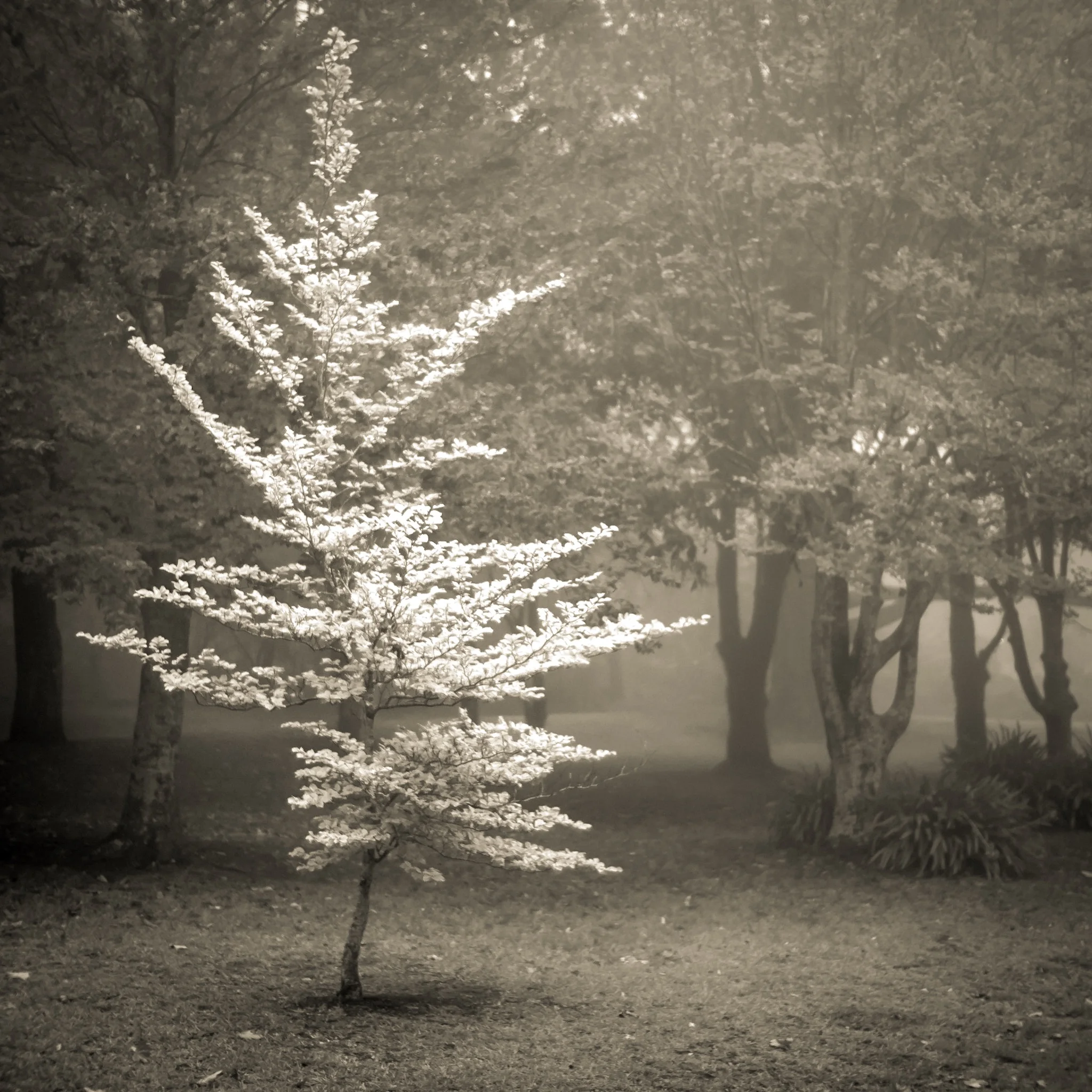 Blackheath Art Society Show