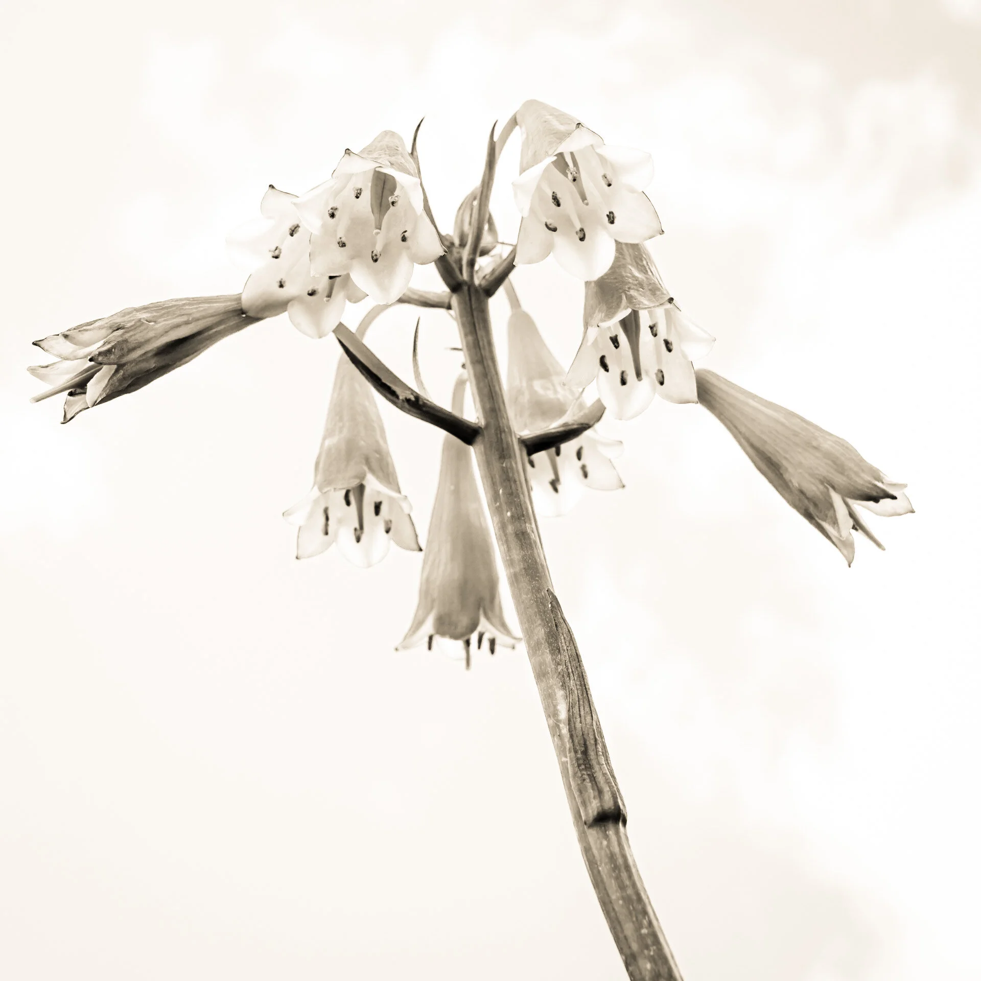 Tasmanian Christmas Bells - Blandfordia punicea