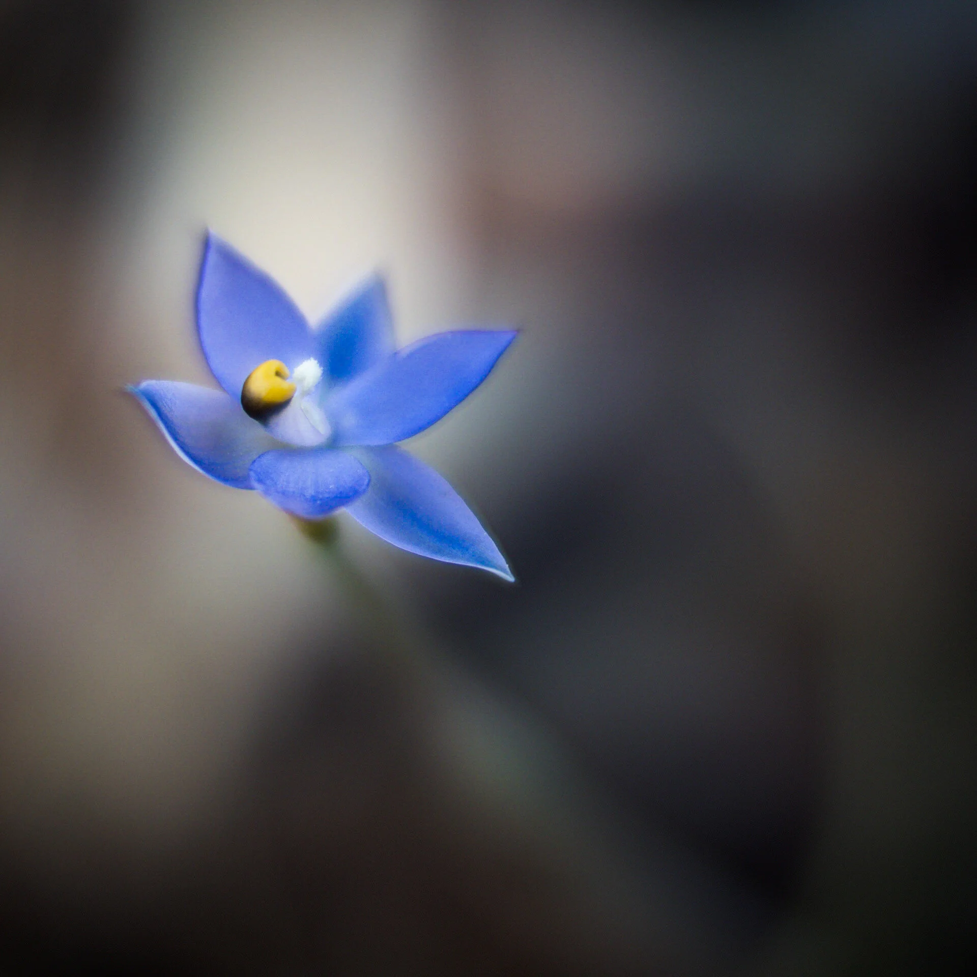 Western Australian Orchid