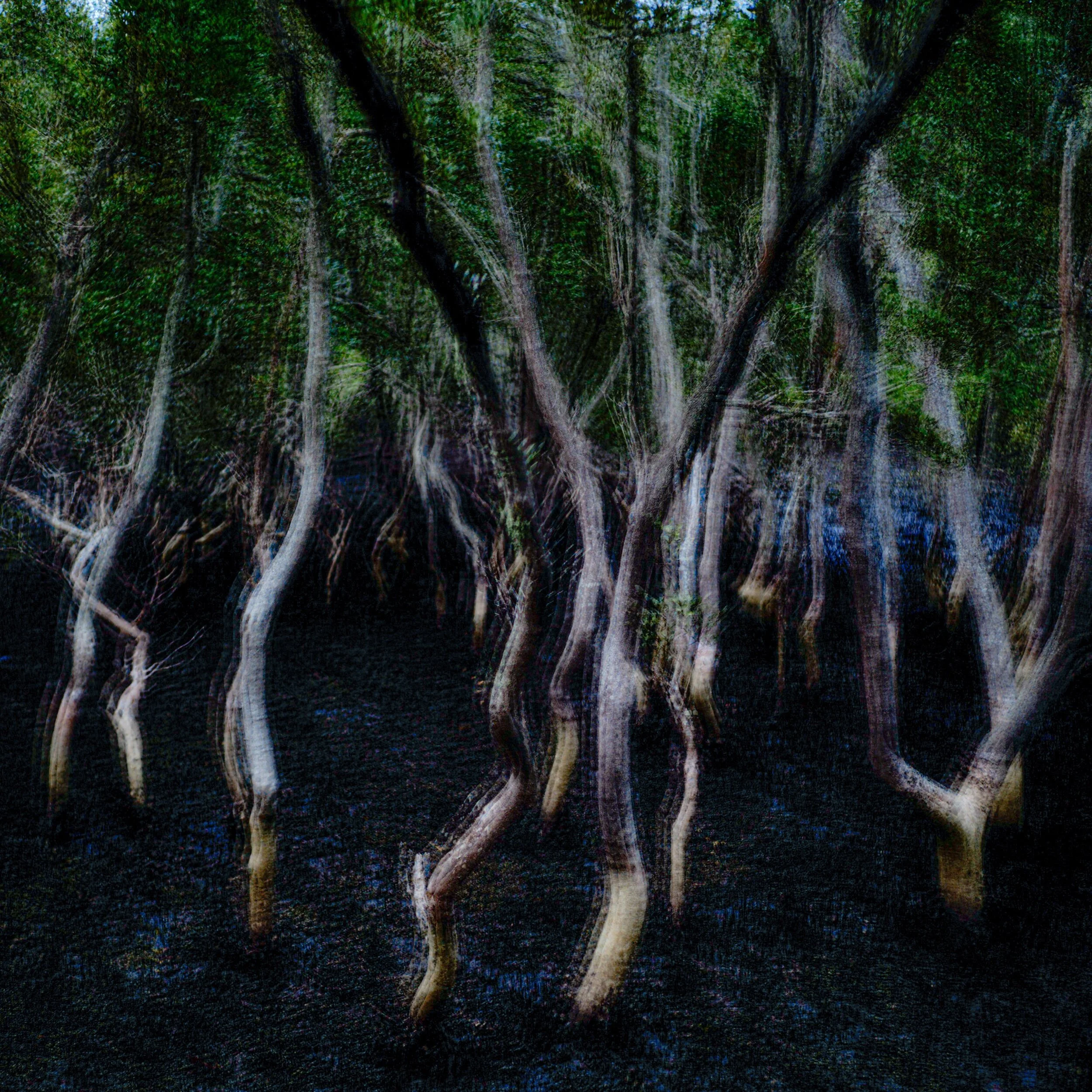 mangroves