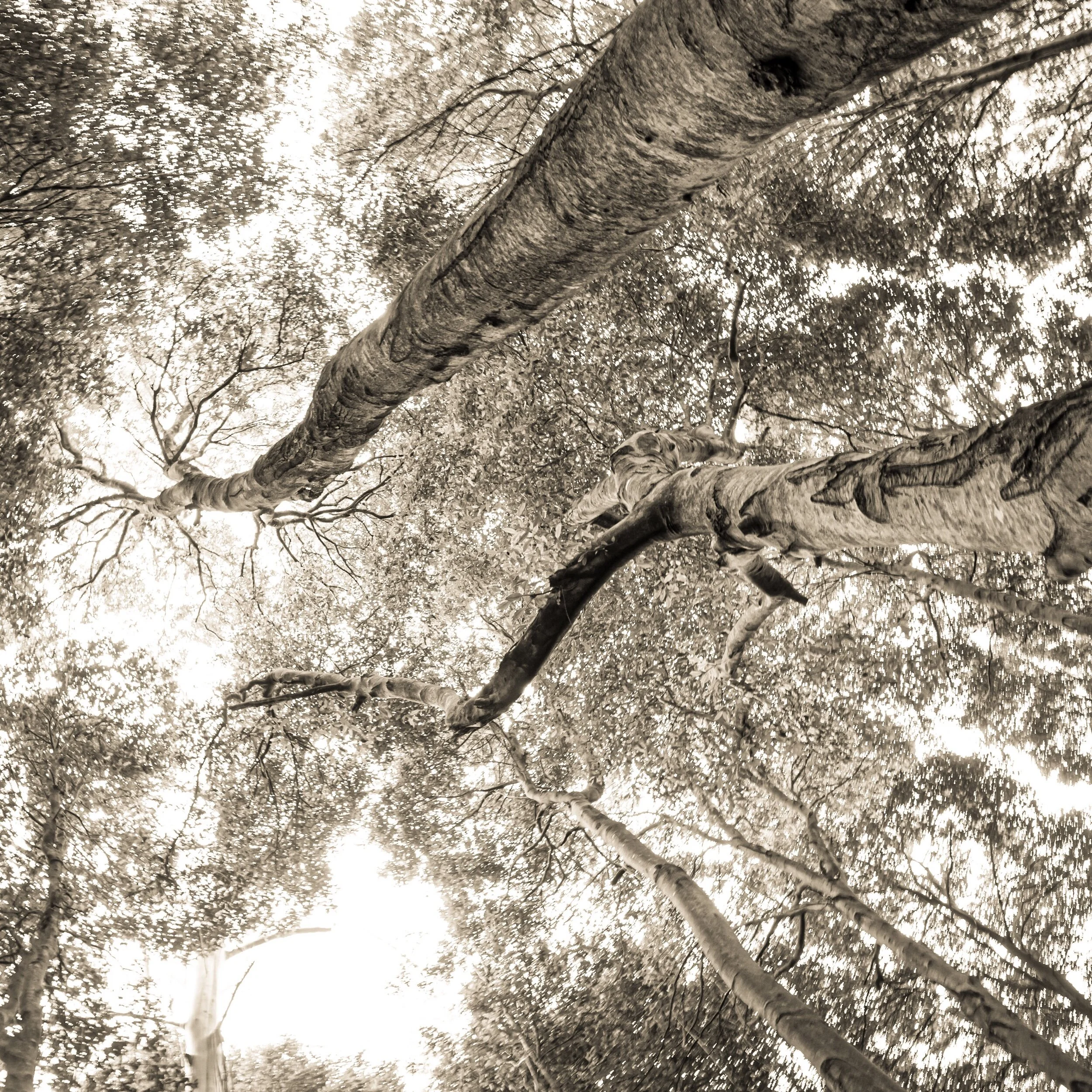 Escape to the Blue Mountains with me