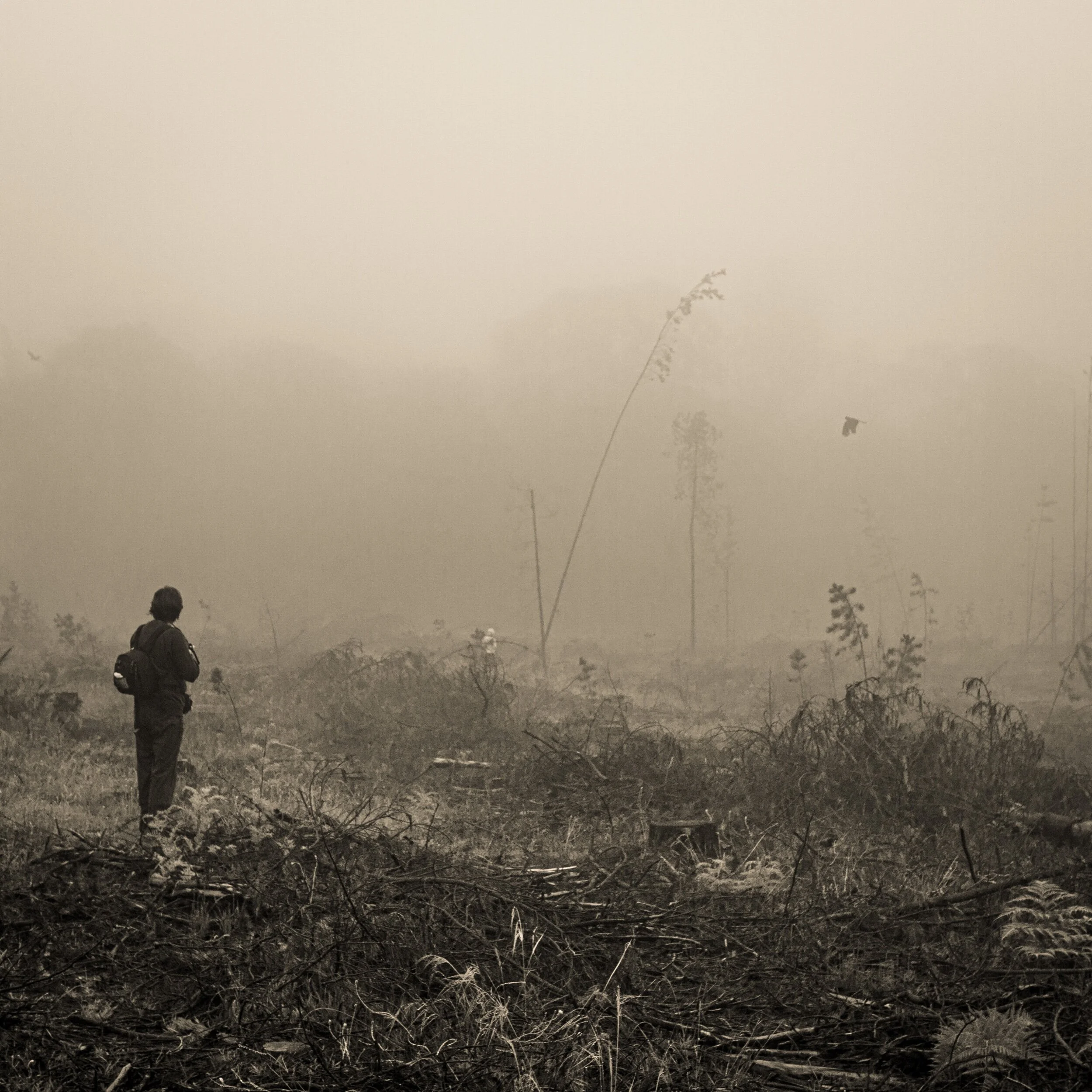 After the logging