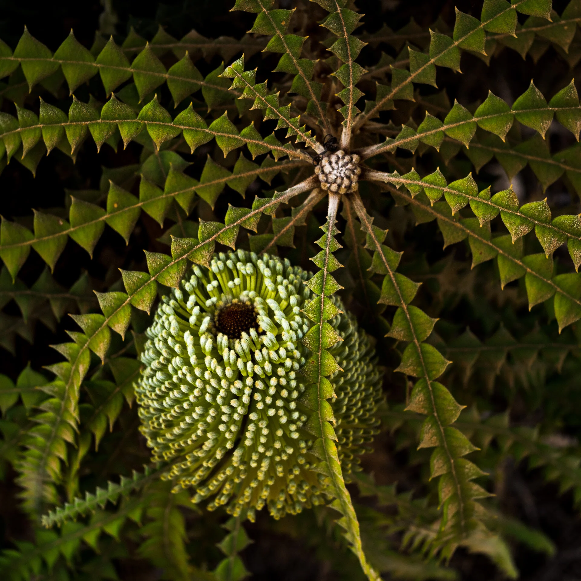 Western Australian Wildflowers