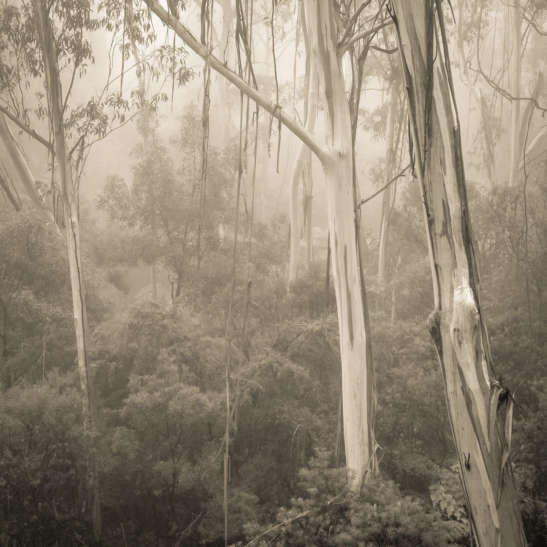 first light