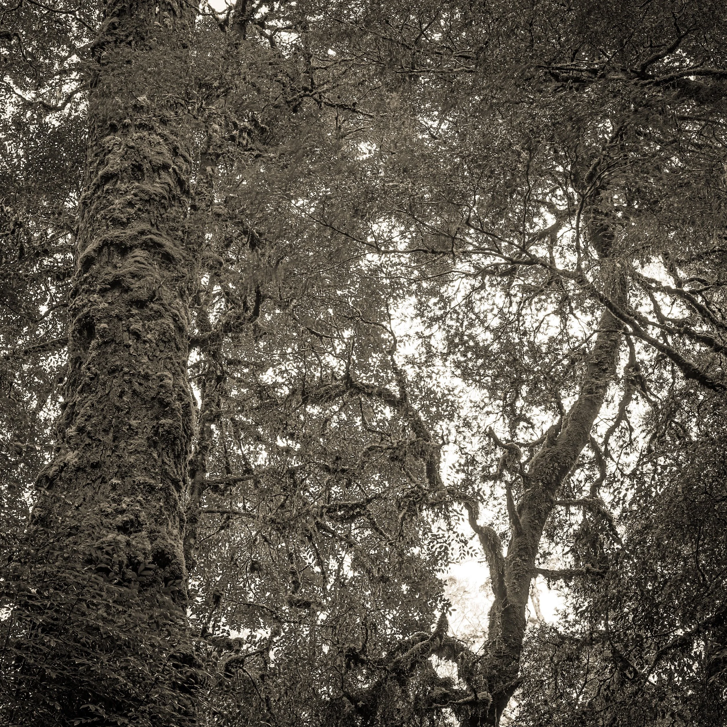 Tarkine Defenders