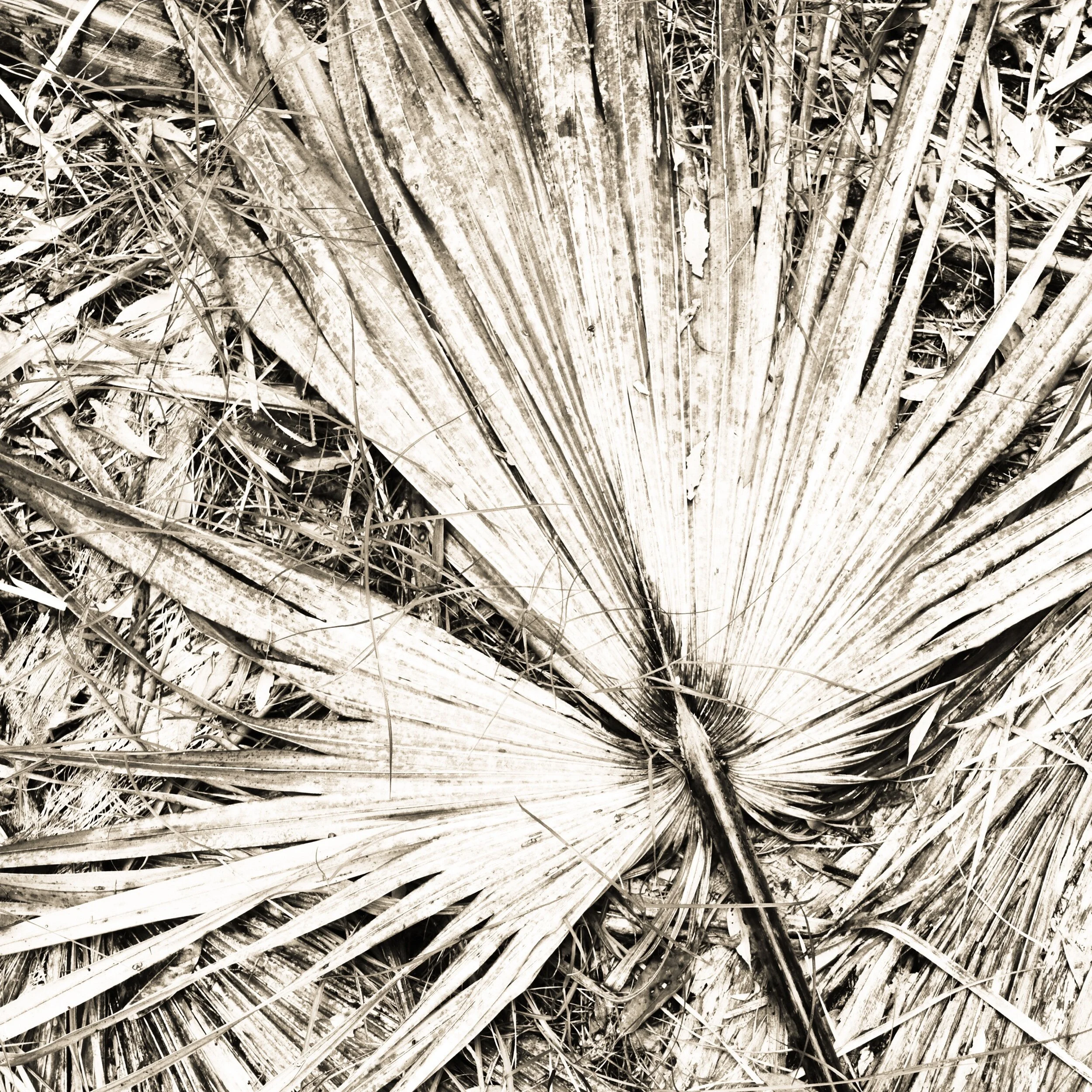 Cabbage Palms