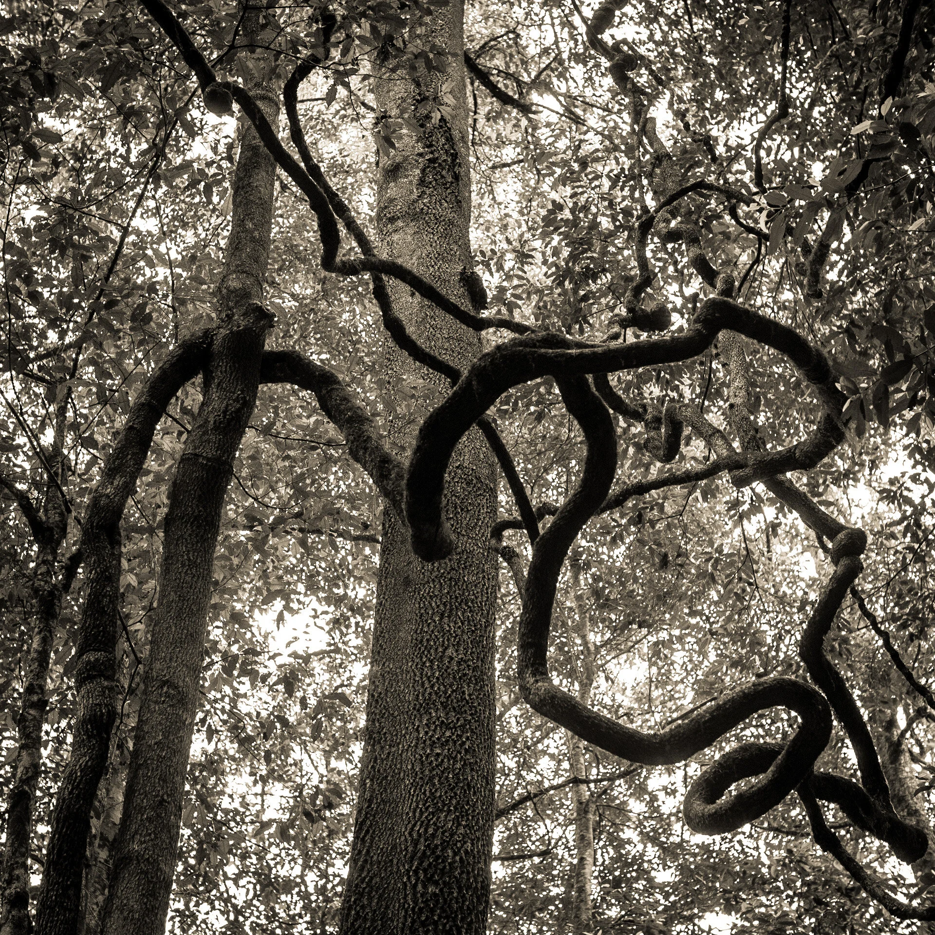 Inertia