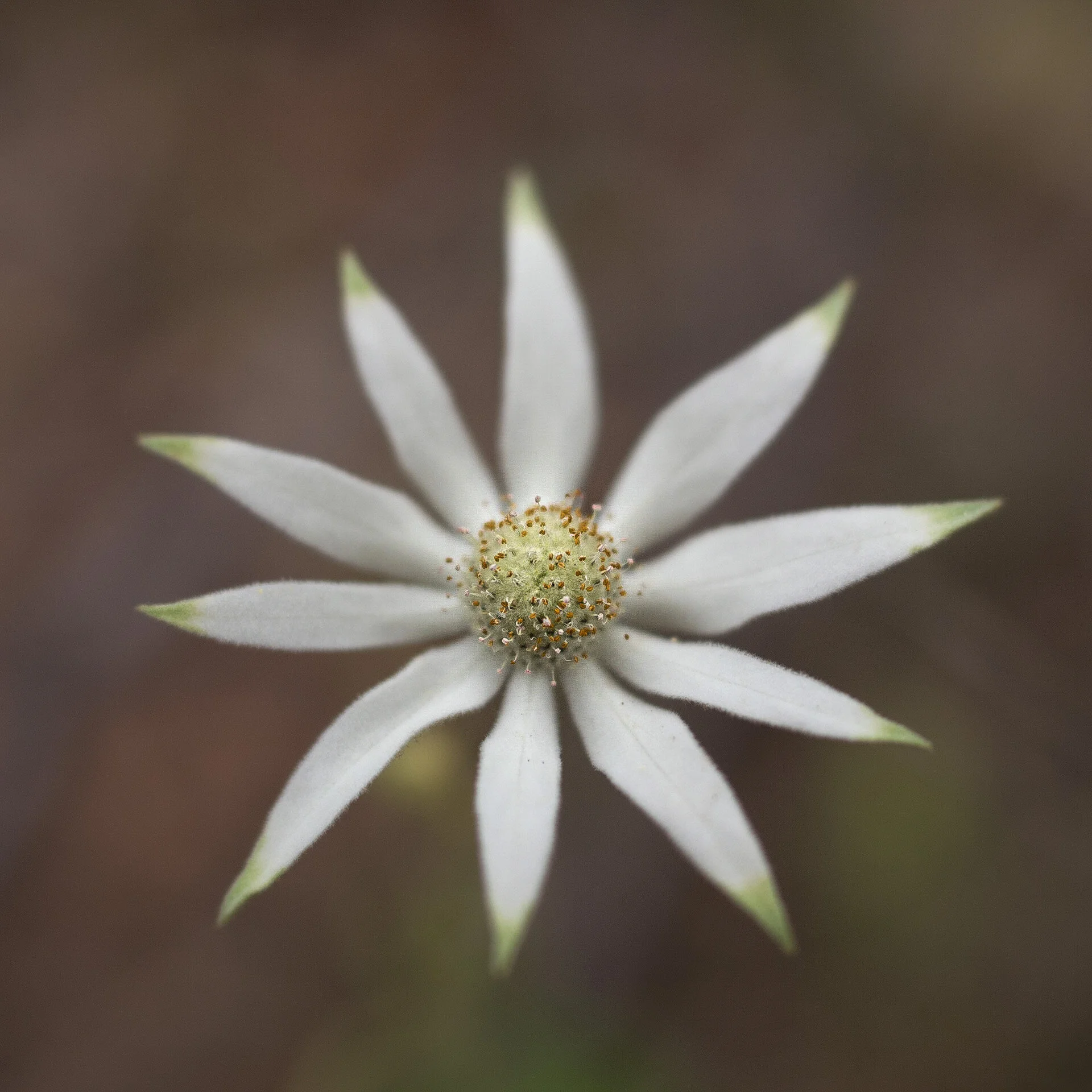 Flannel Flowers