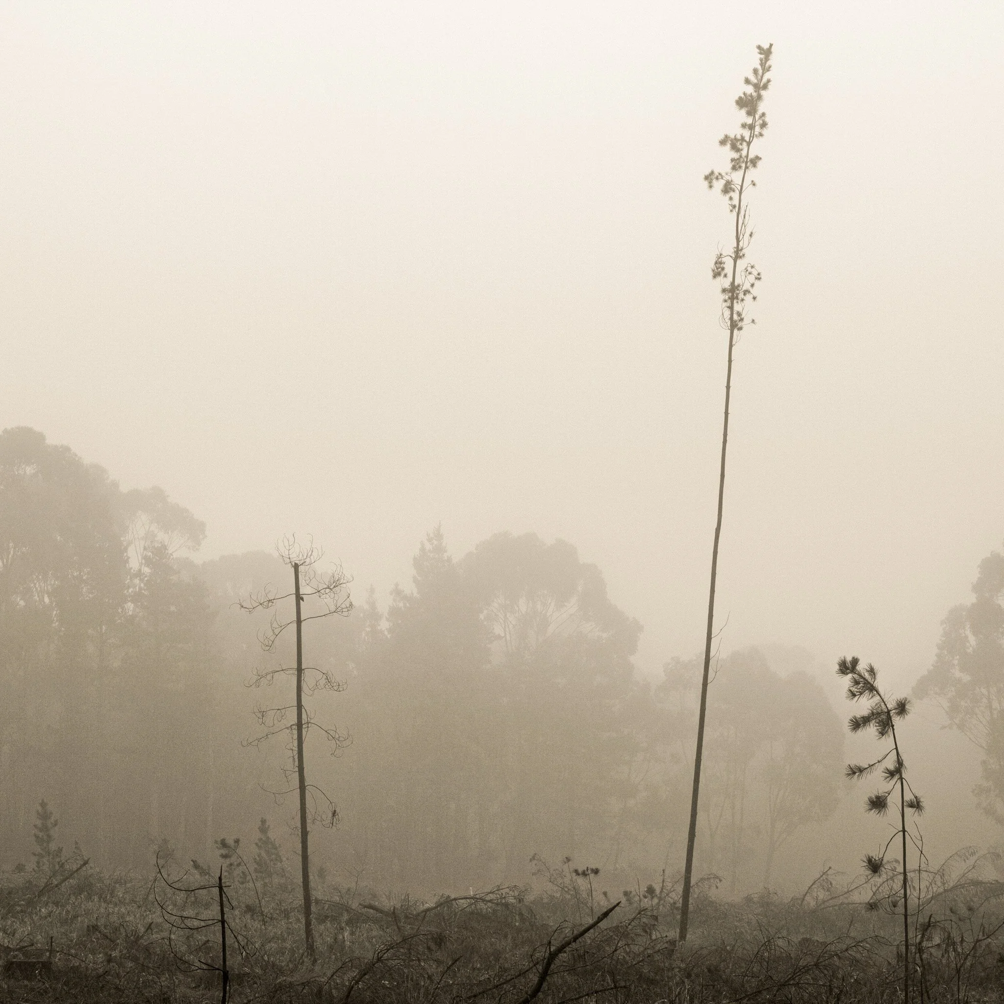 Is dreaminess and mist art?