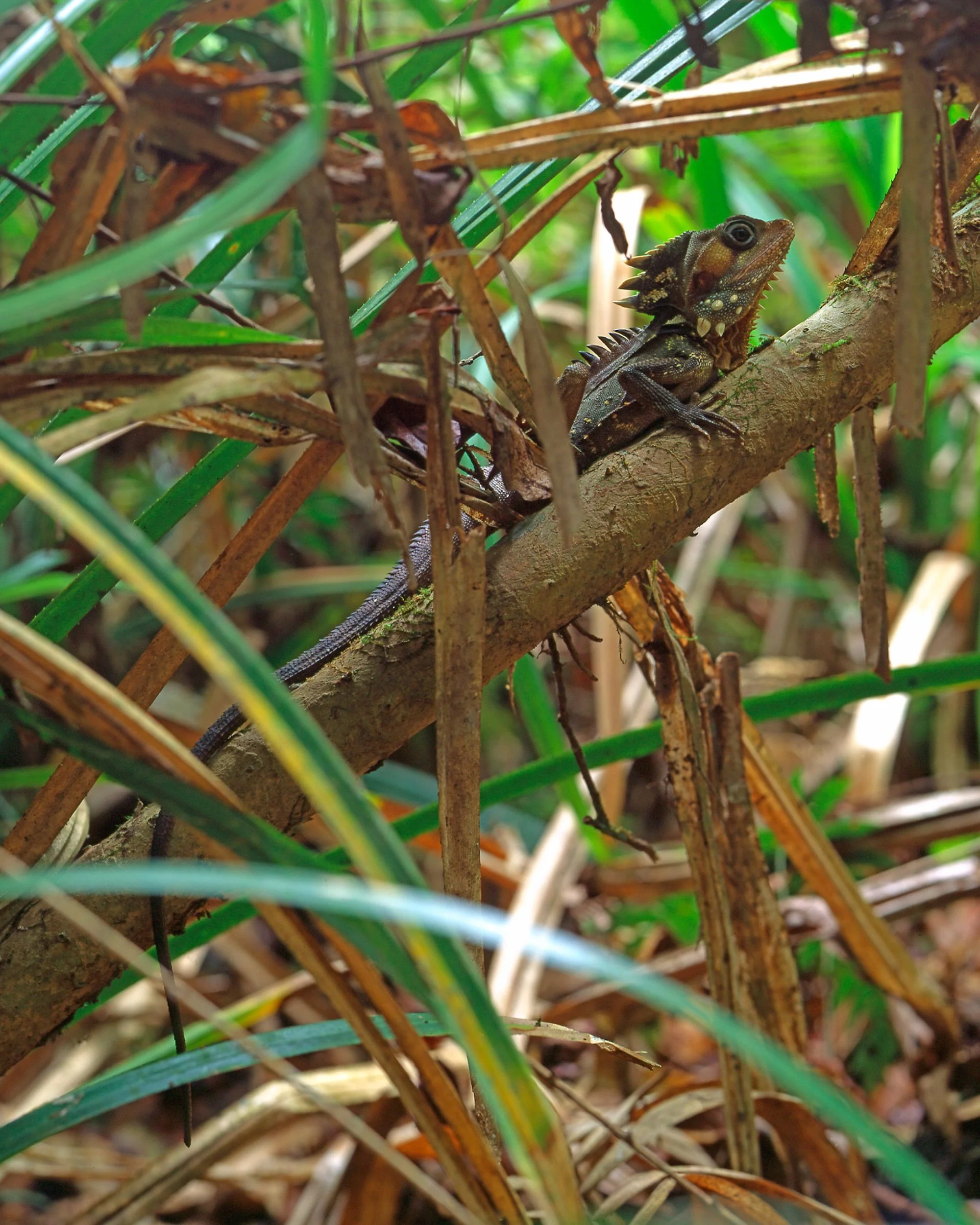 Boyd River Dragon