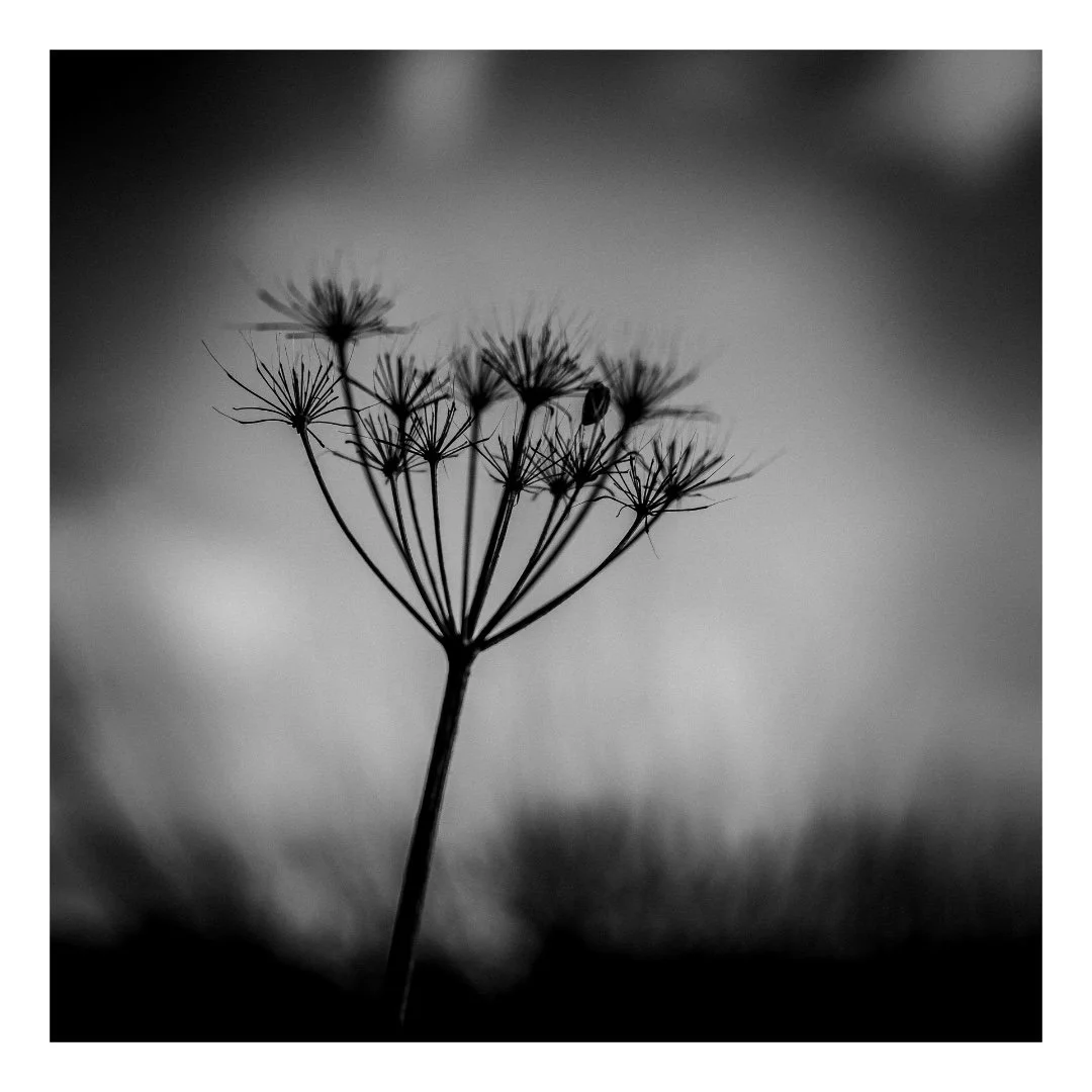 dark umbel