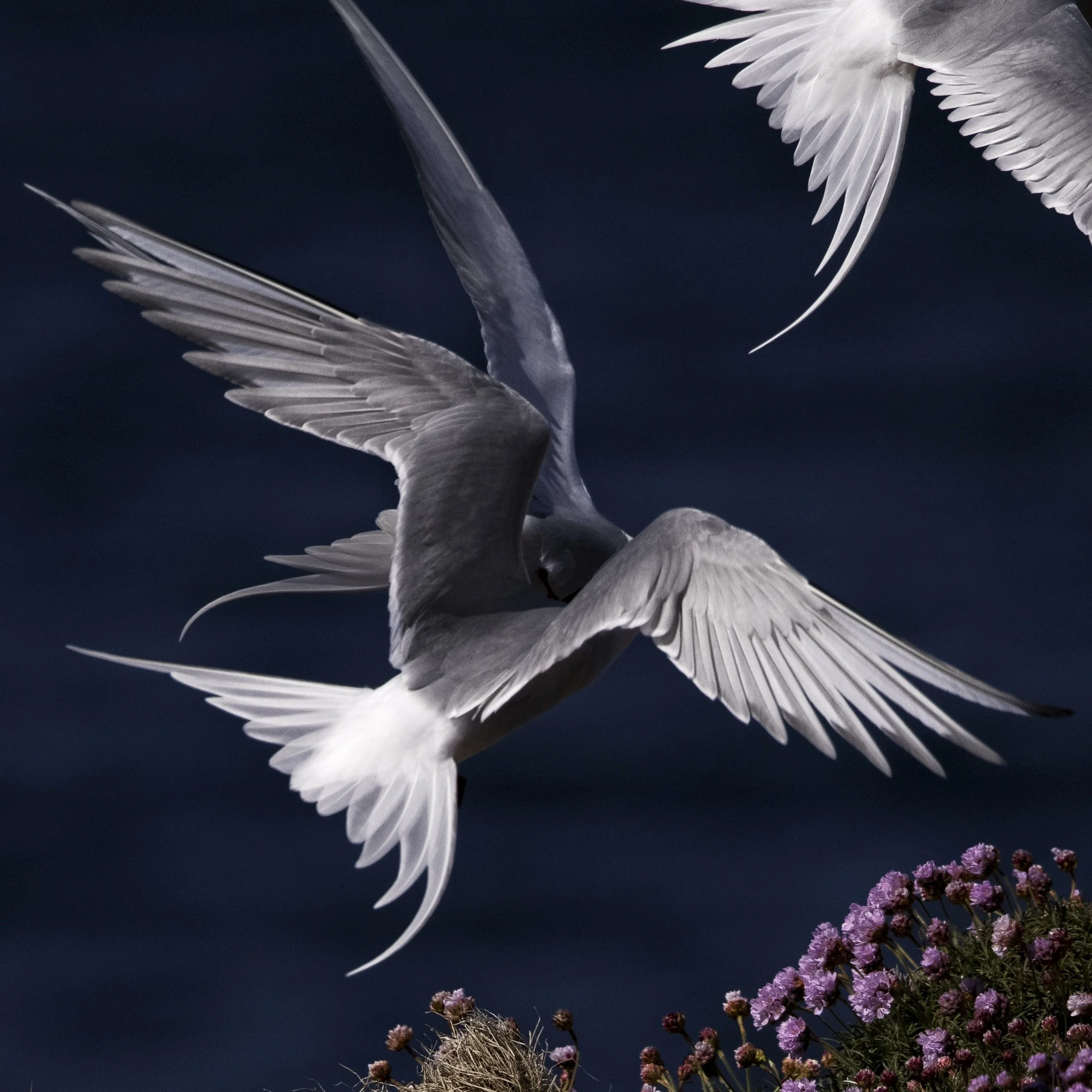 introducing: Nicki Gwynn-Jones