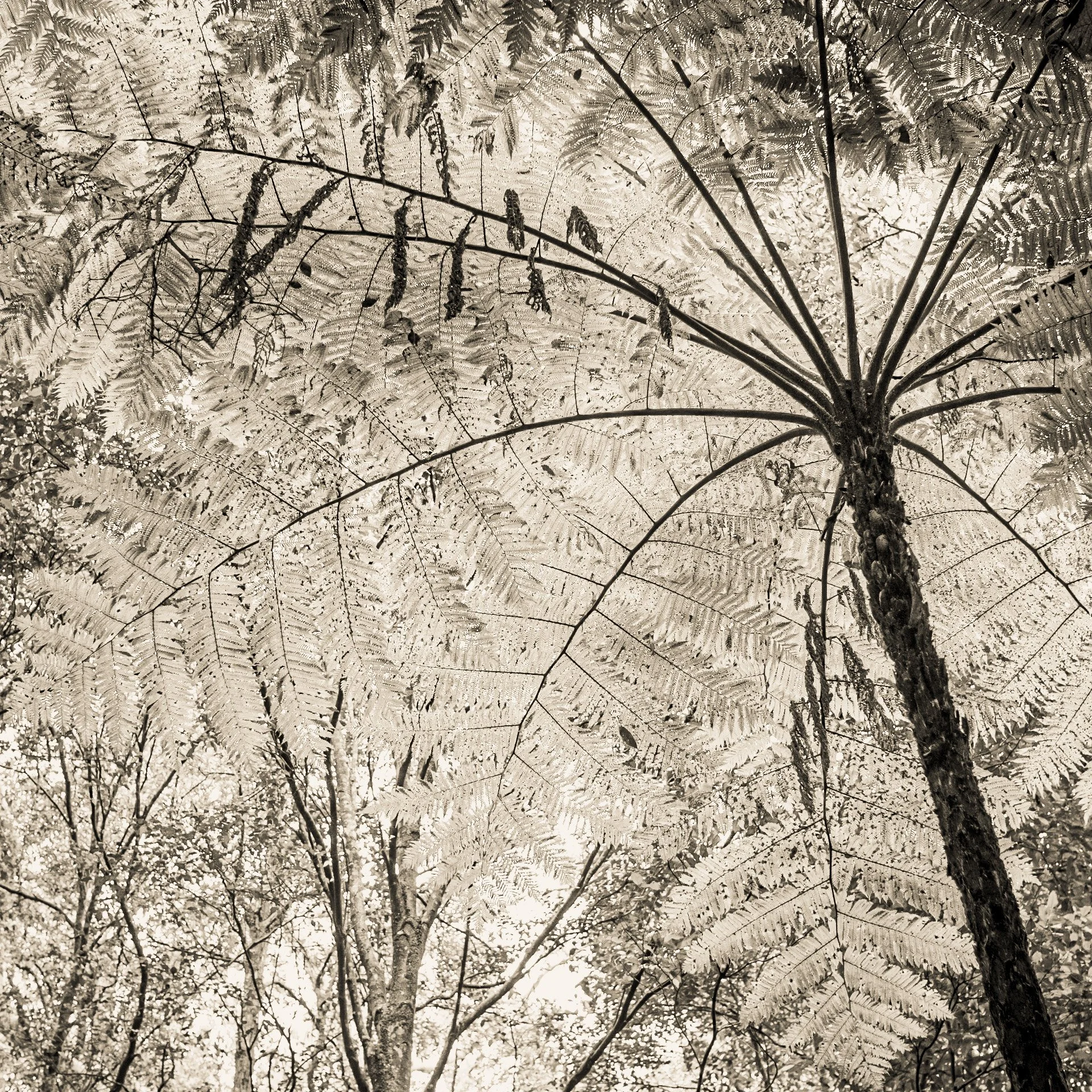 Ferns