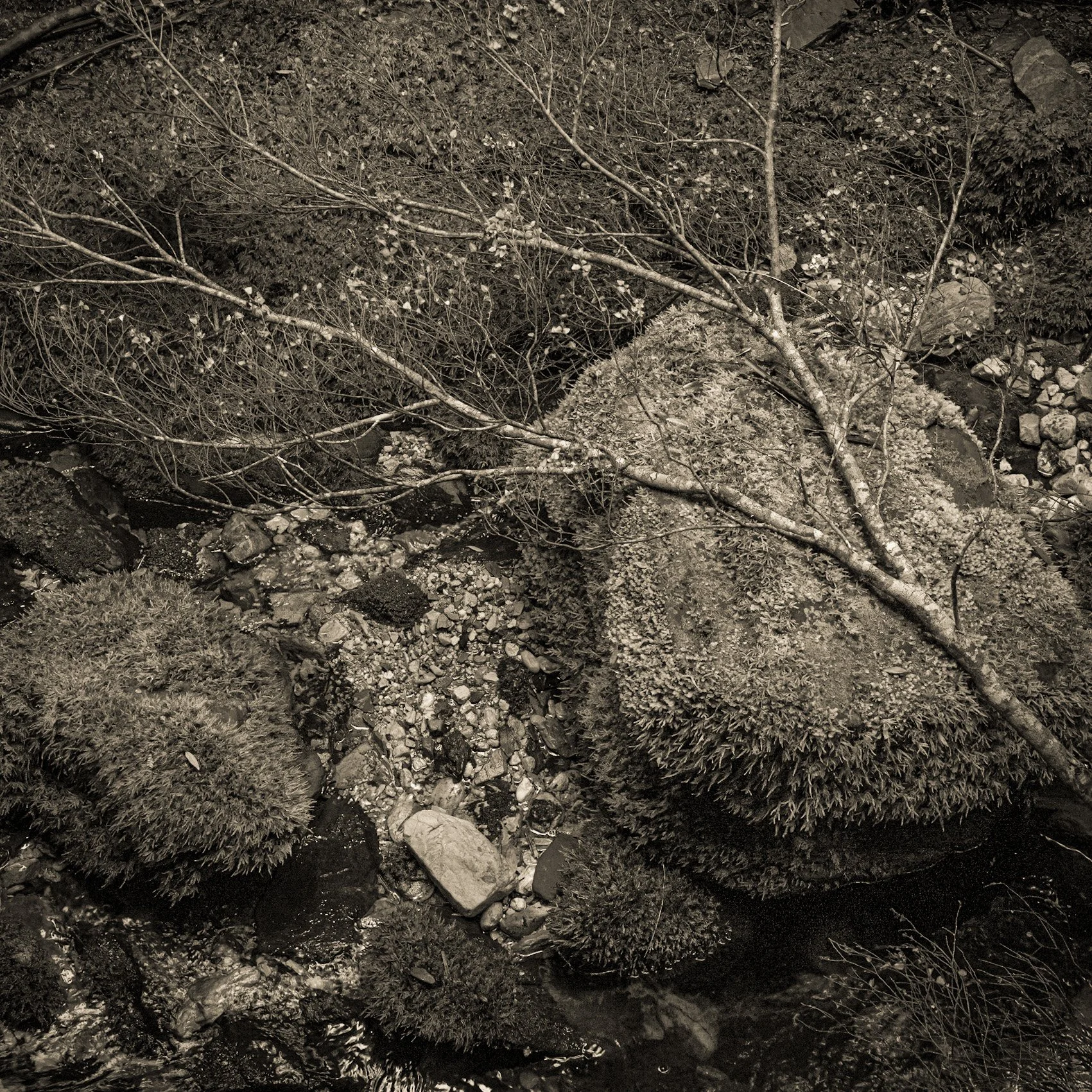 Tarkine Dreaming