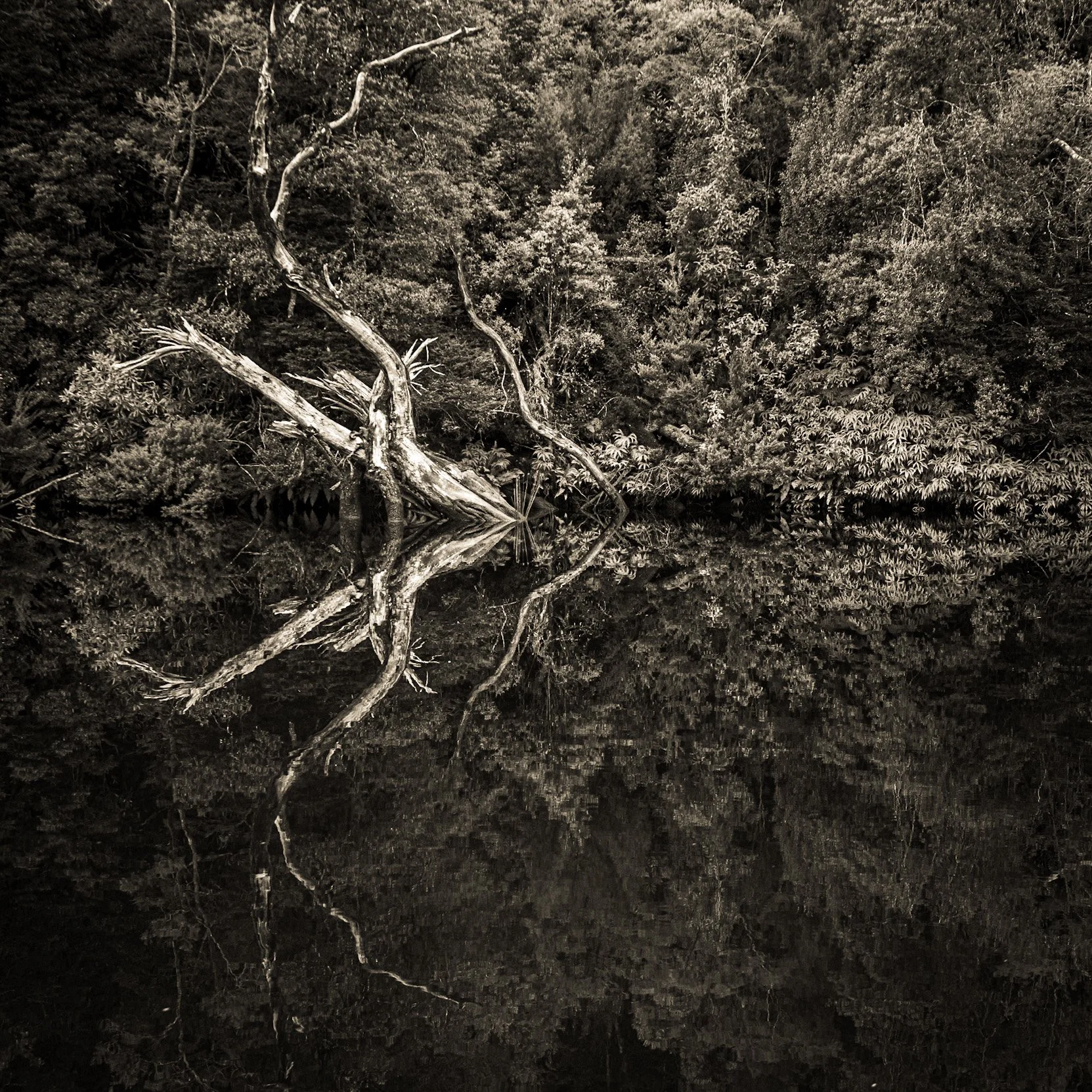 Pieman River