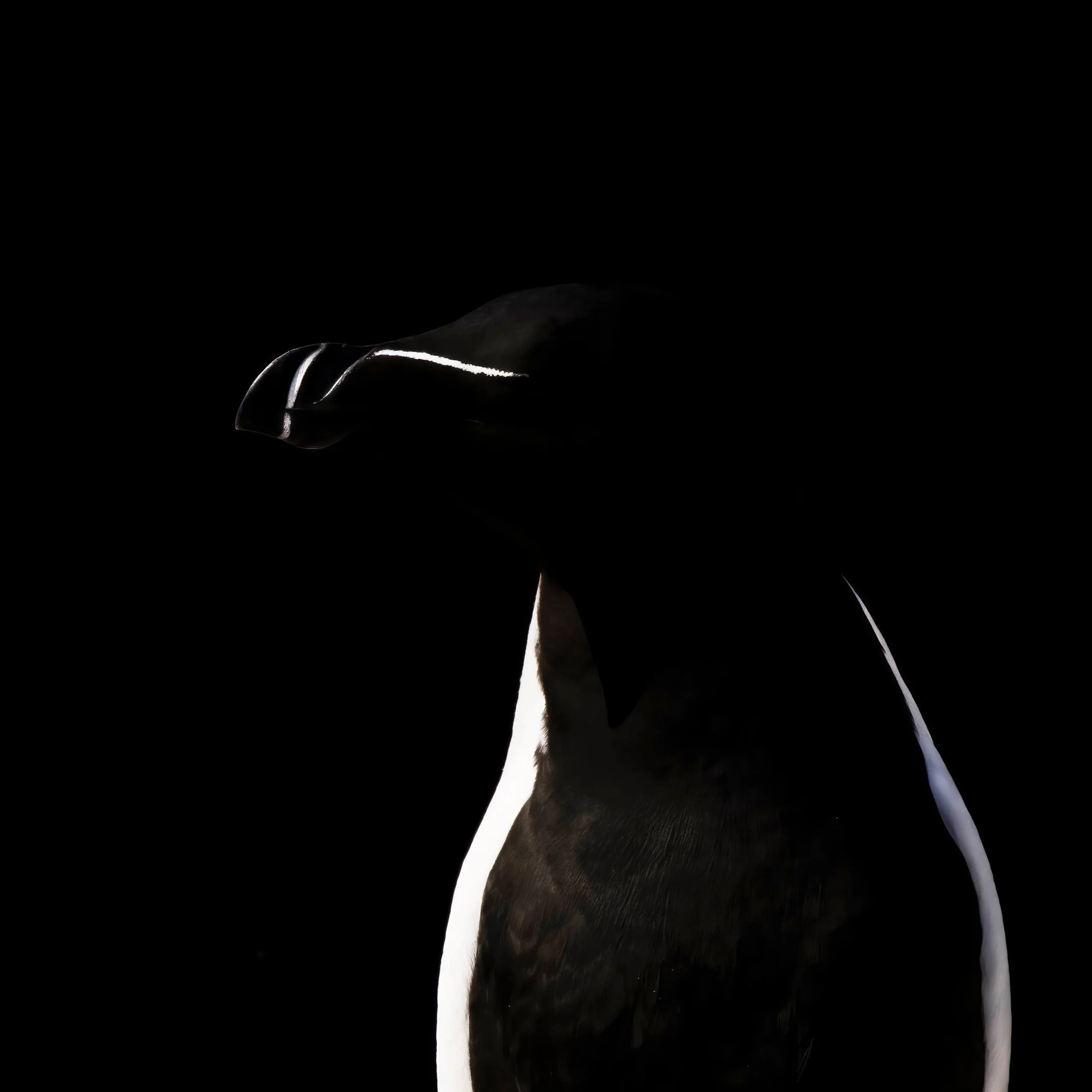 A Creative Affair and Nicki Gwynn-Jones - Magic in Art and Nature