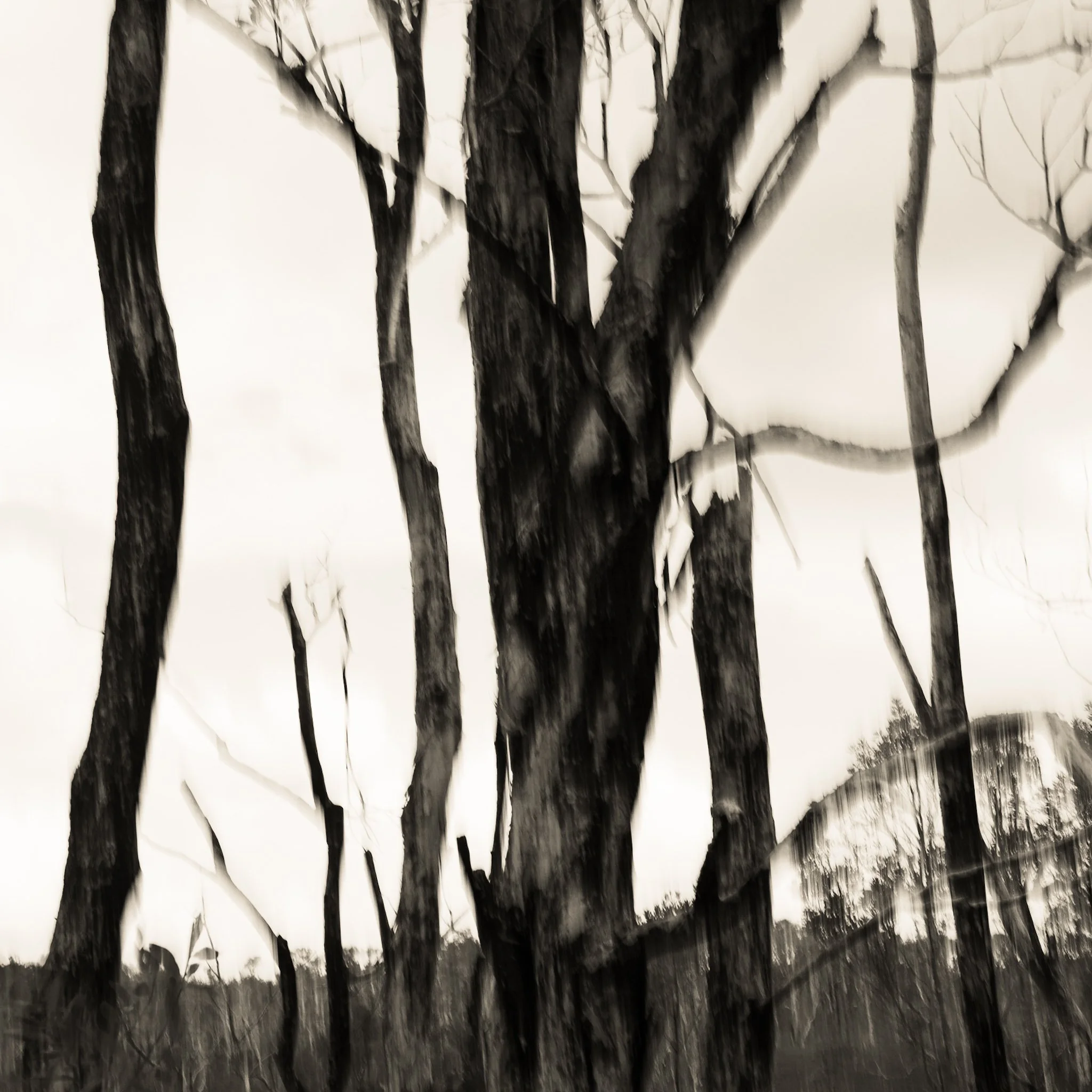 inky trees