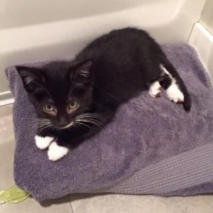 Our cat Auri, the day we adopted her at three months.