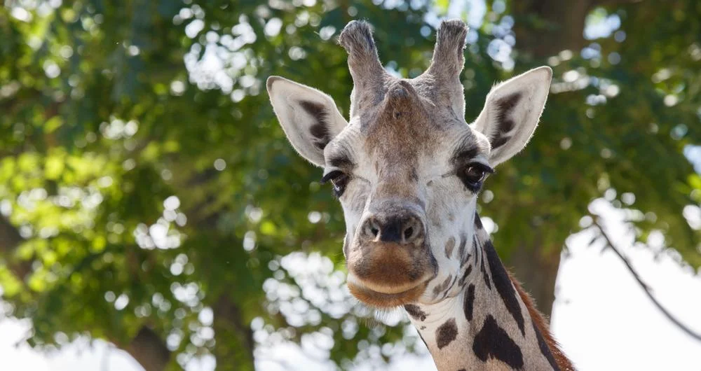 reid-park-zoo_f.jpg