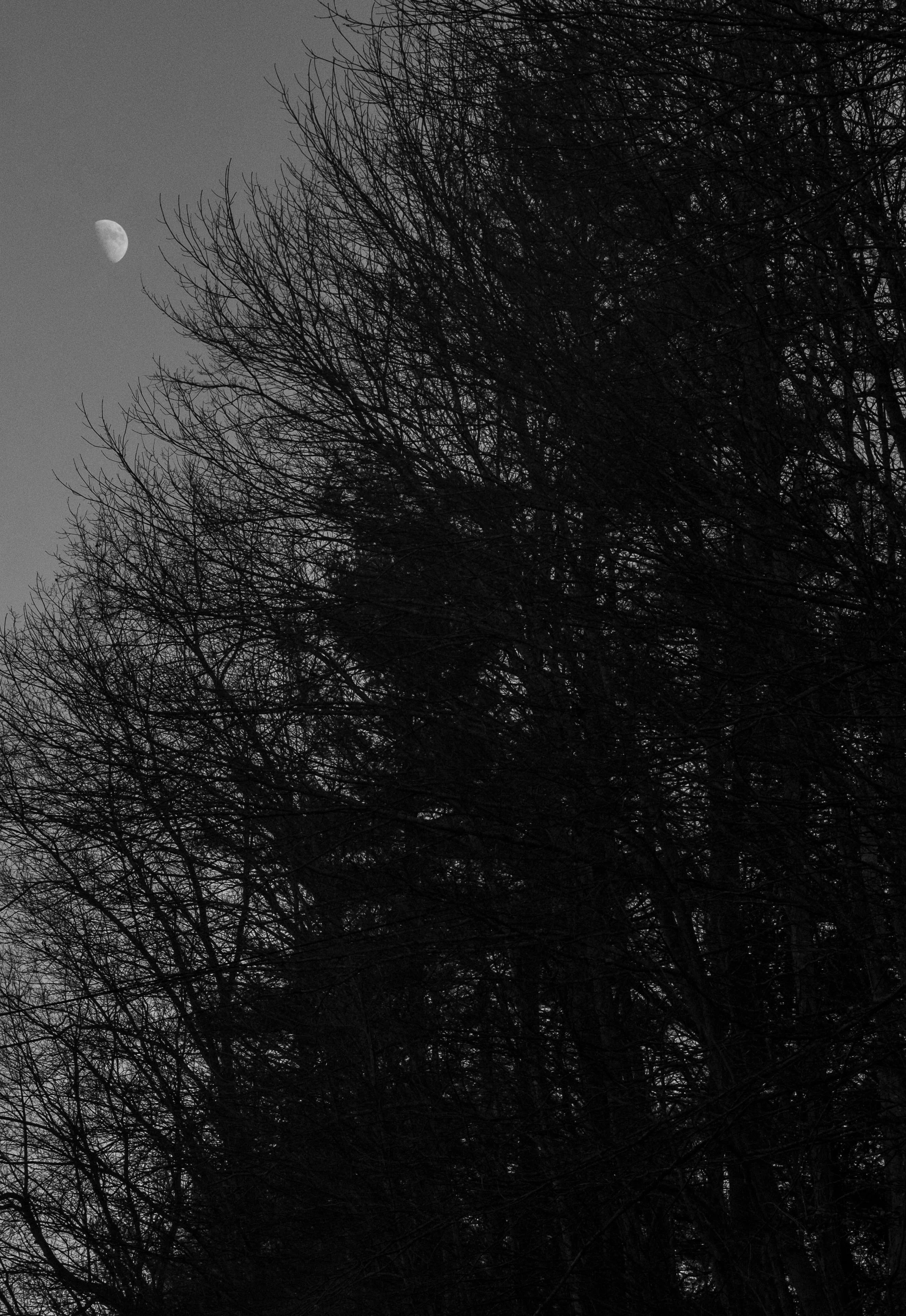 The moon flickers through the trees on the road between Red Onion State Prison and Wallens Ridge State Prison. The supermax prisons sit 31 miles apart near the heart of Appalachia coal country.