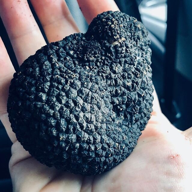 ‪#Fresh #Shaved #Truffle #weekendfun Starting now will be shaving fresh shaved #italian #truffle @UrbaniTruffles right at your table in front of you ! This huge Italian Truffle on any menu items you&rsquo;ll love to try with! It&rsquo;s Truffle seaso
