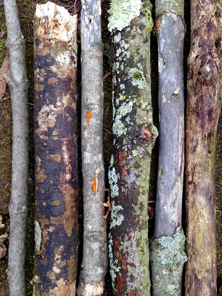 "Branches I've known"