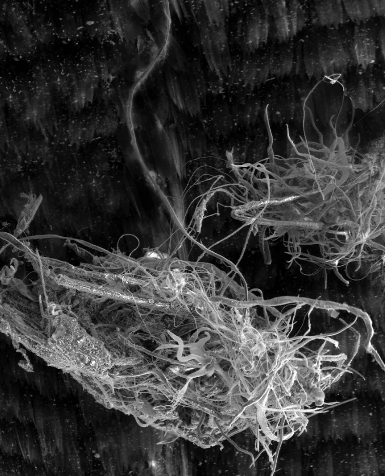 Animal Vegetable Mineral