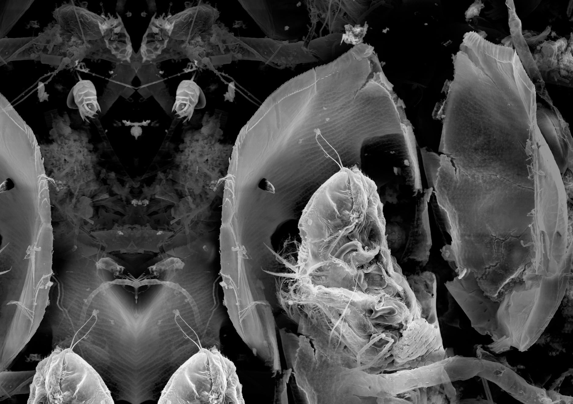 Axiom: Interpolation (detail)