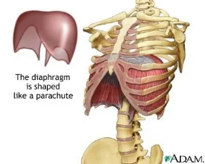 Abdominal diagrame.jpg