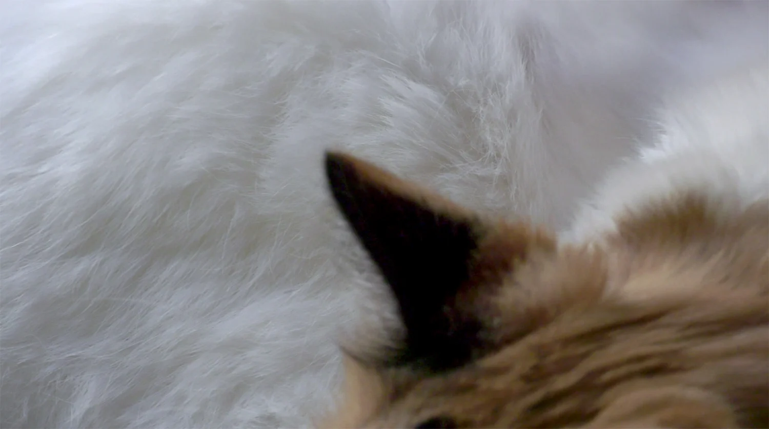  Tara O'Conal, Untitled, 2017, Video still. Sound design Rohan Goldsmith | Courtesy the artistCourtesy the artist. 