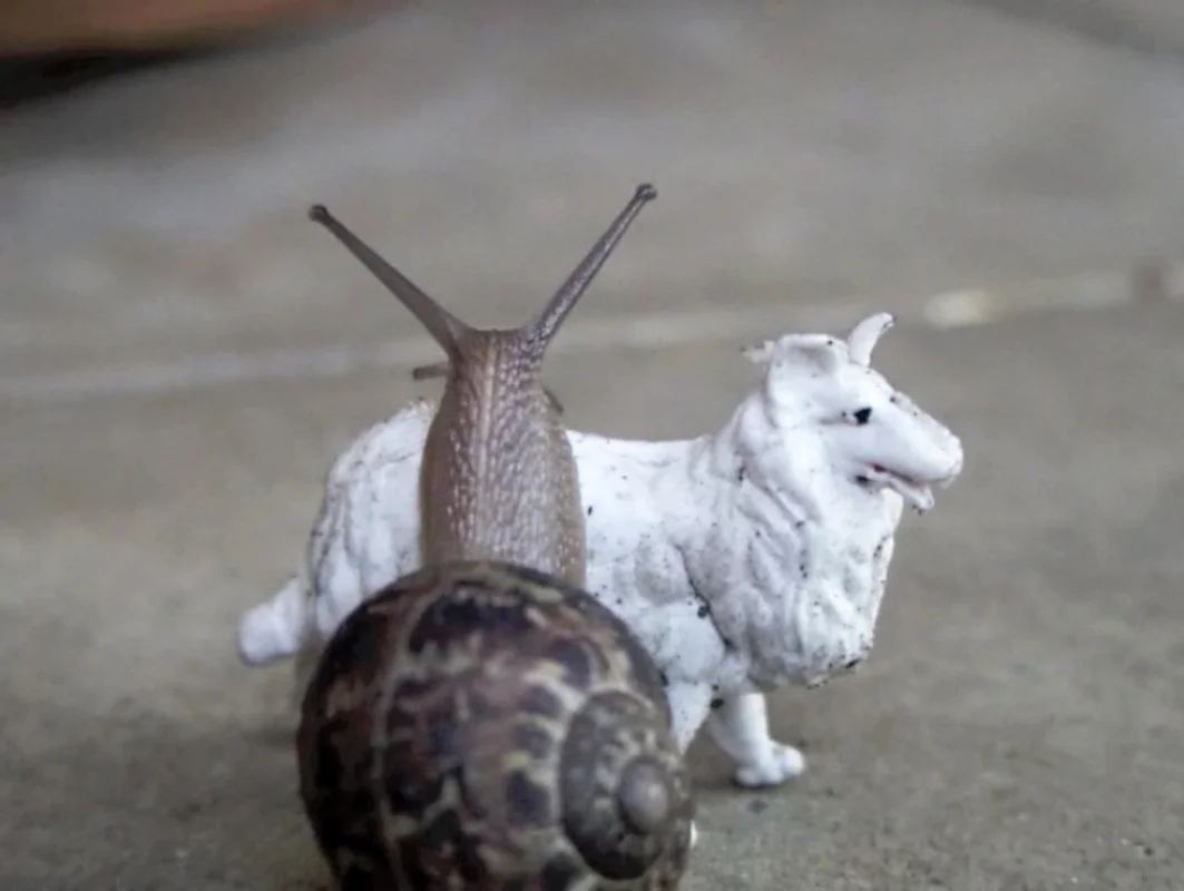 lassie screenshot.jpg