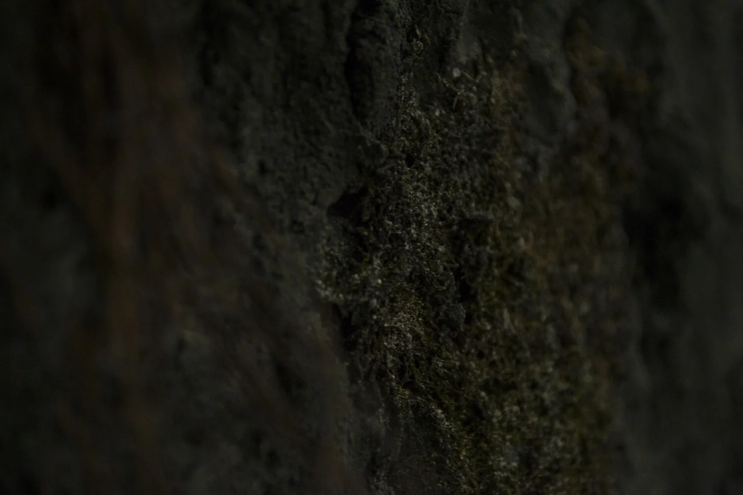  Juan Rodriguez Sandoval,  Bed,  2019. Wurundjeri and Boon Wurrung soil, stones, pholia moss, dicranales moss, sphagnum moss, wood, fescues, grass, roots, aluminium, rust, oxide pigment, cement   | Courtesy the artist.     