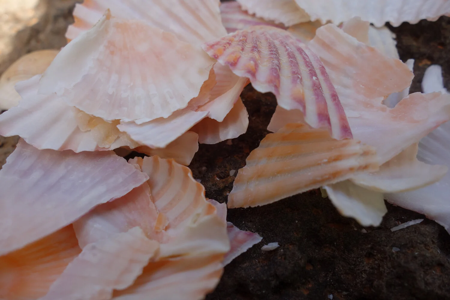  Stephanie Symington,  Fragmented  (2), seashells, 2020. | Courtesy the artist.     