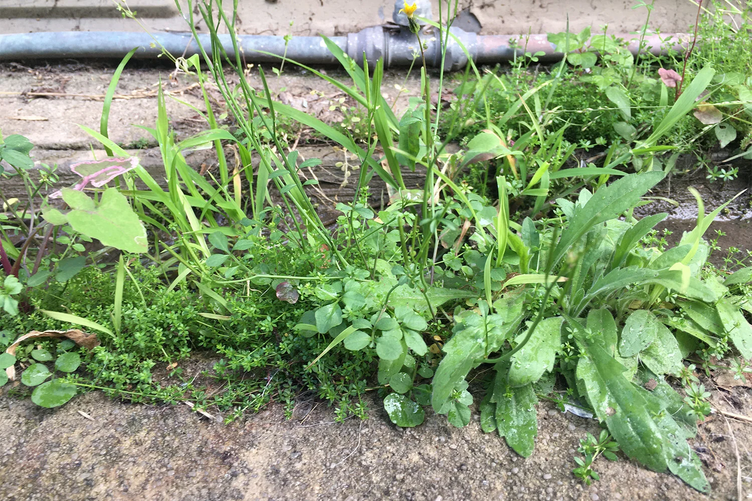  Anna Dunnill,  Woven weeds  process image, 2020, backyard weed study | Courtesy the artist. 