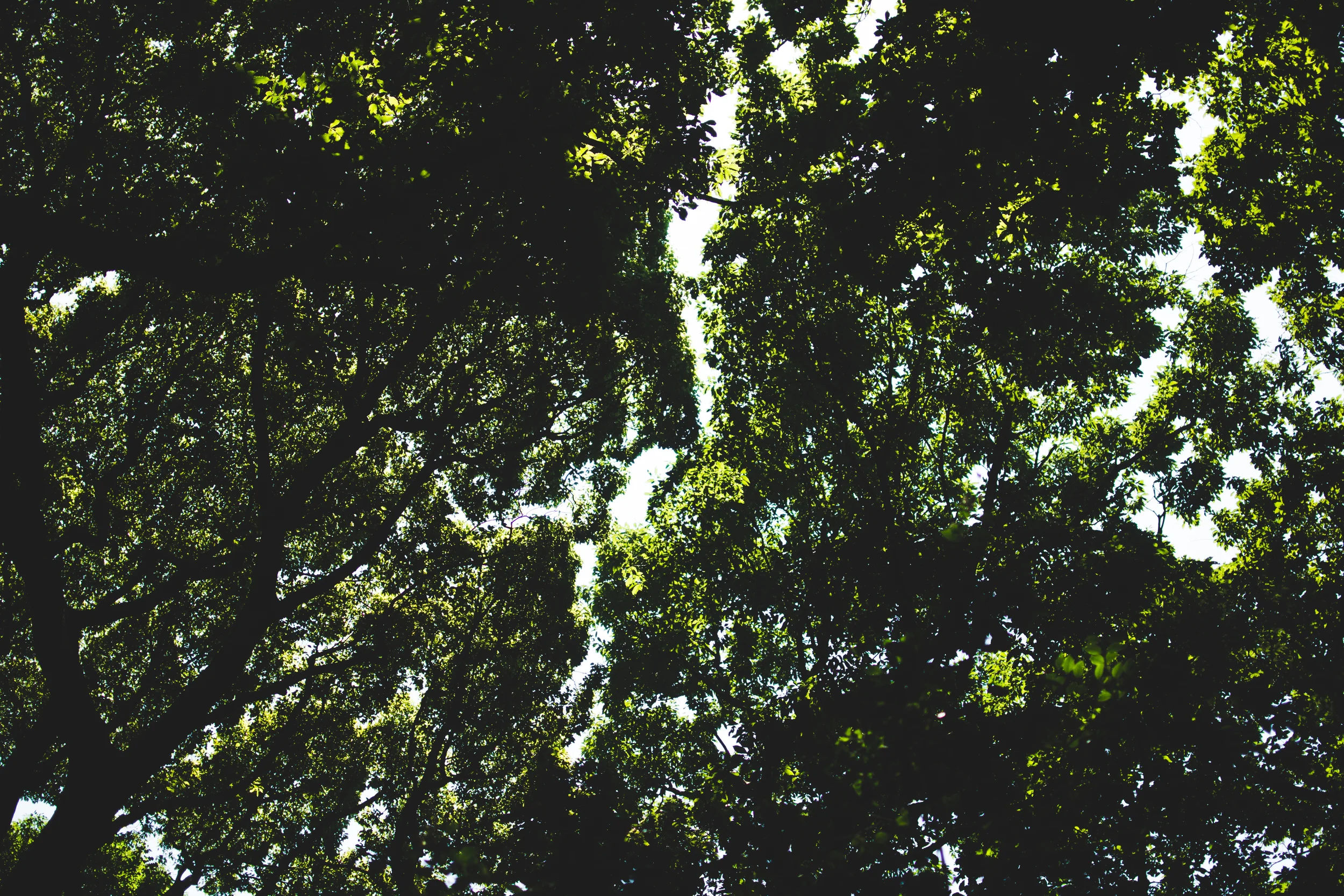 yoyogi park