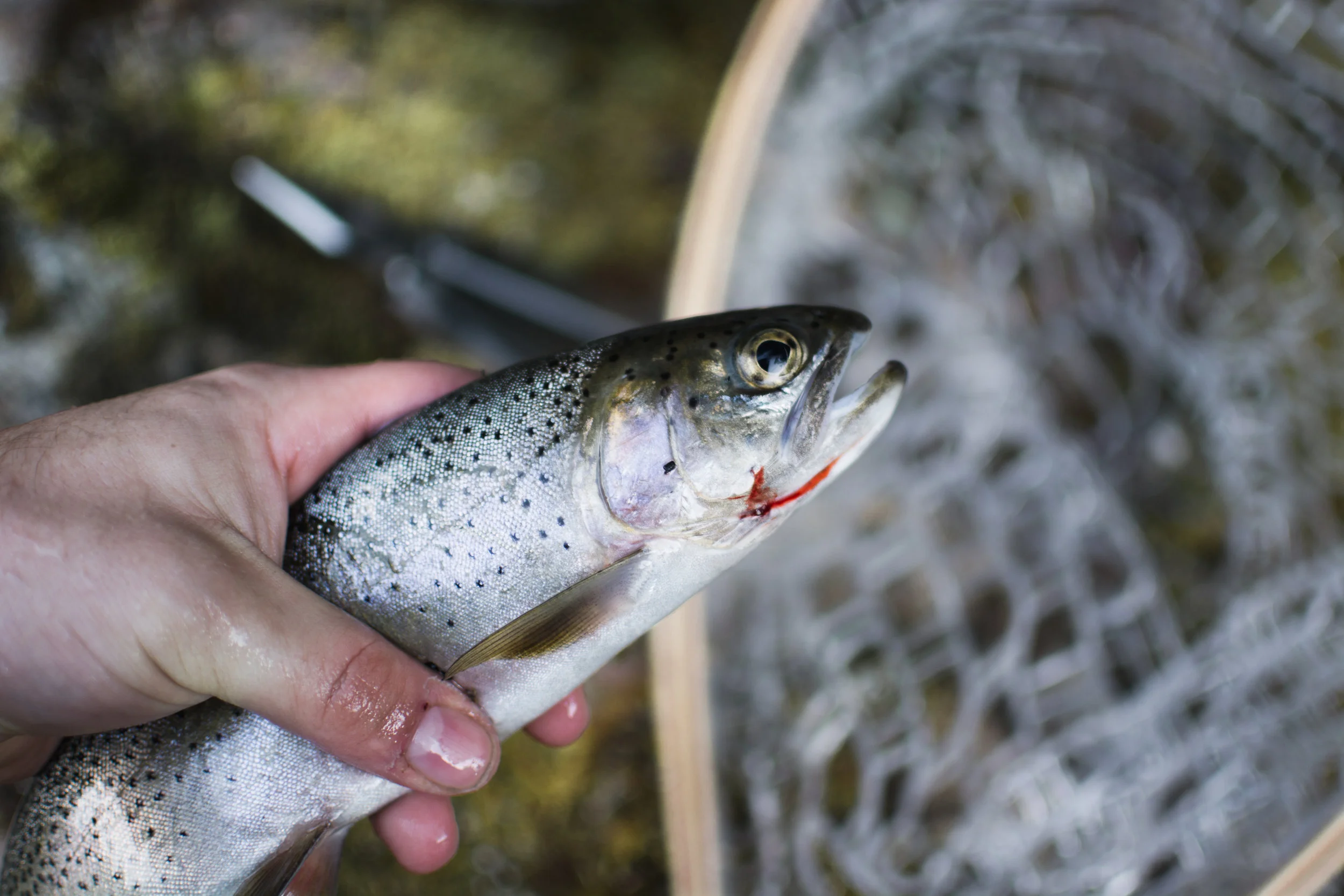 north fork clearwater river