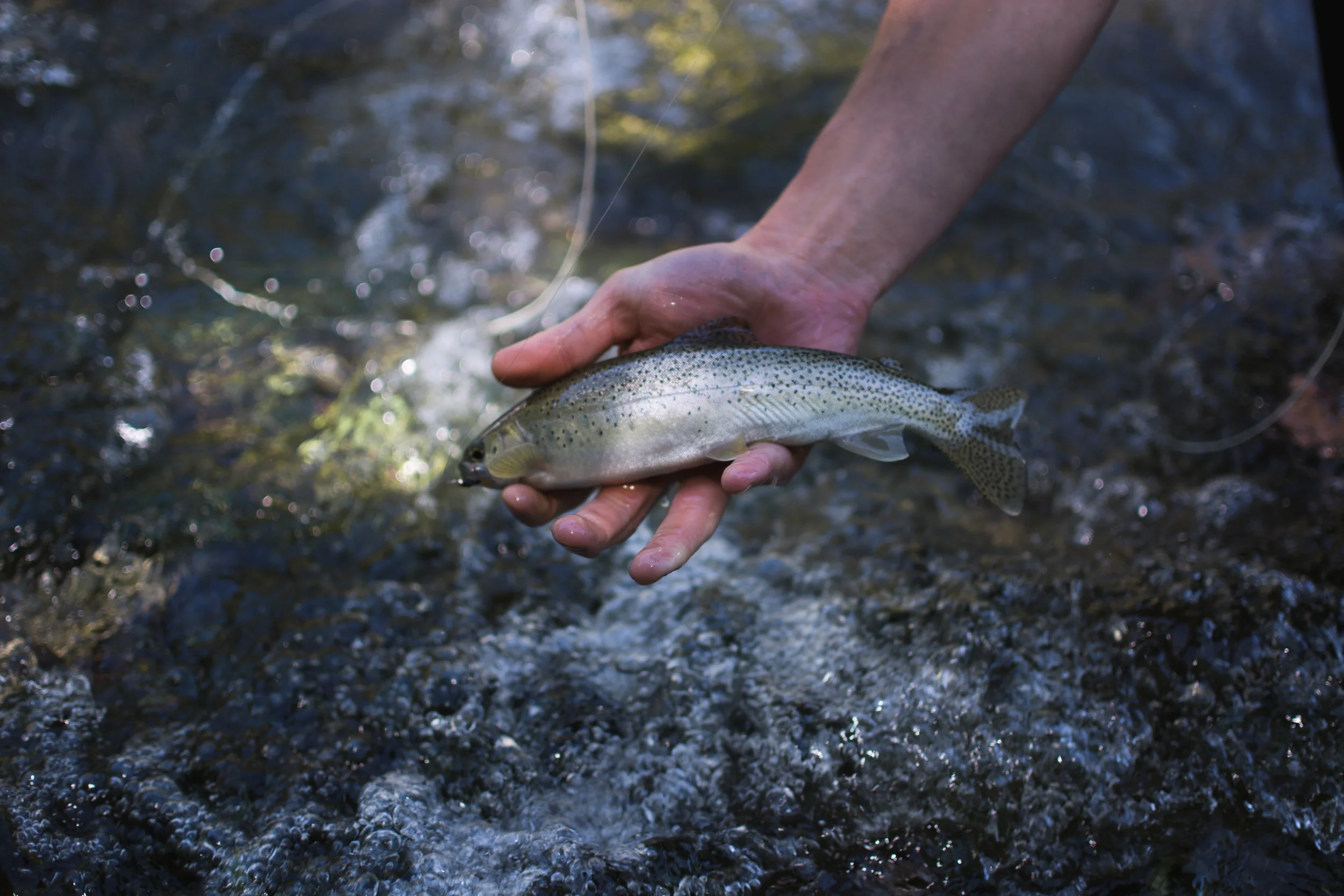 north fork clearwater river