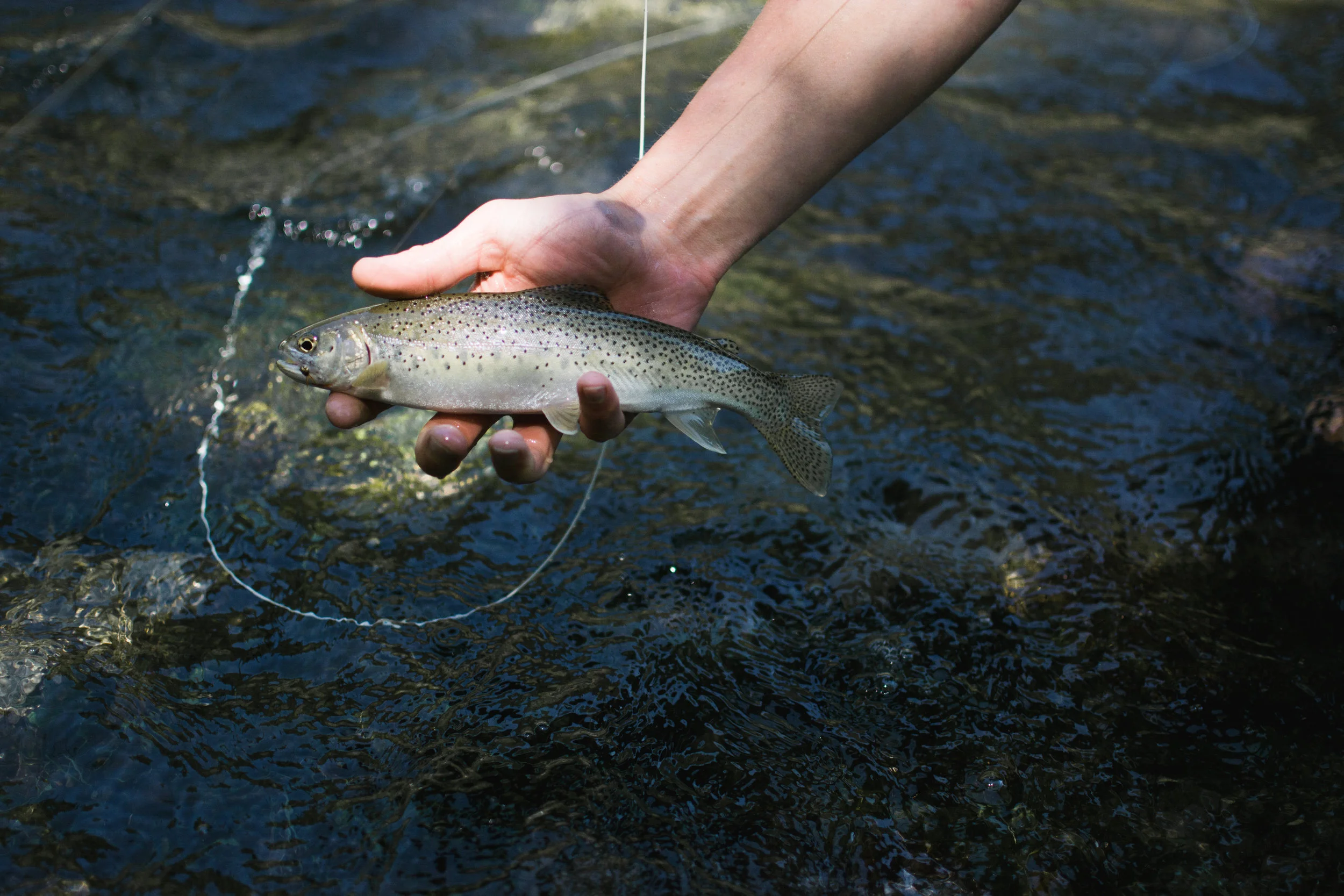 north fork clearwater river