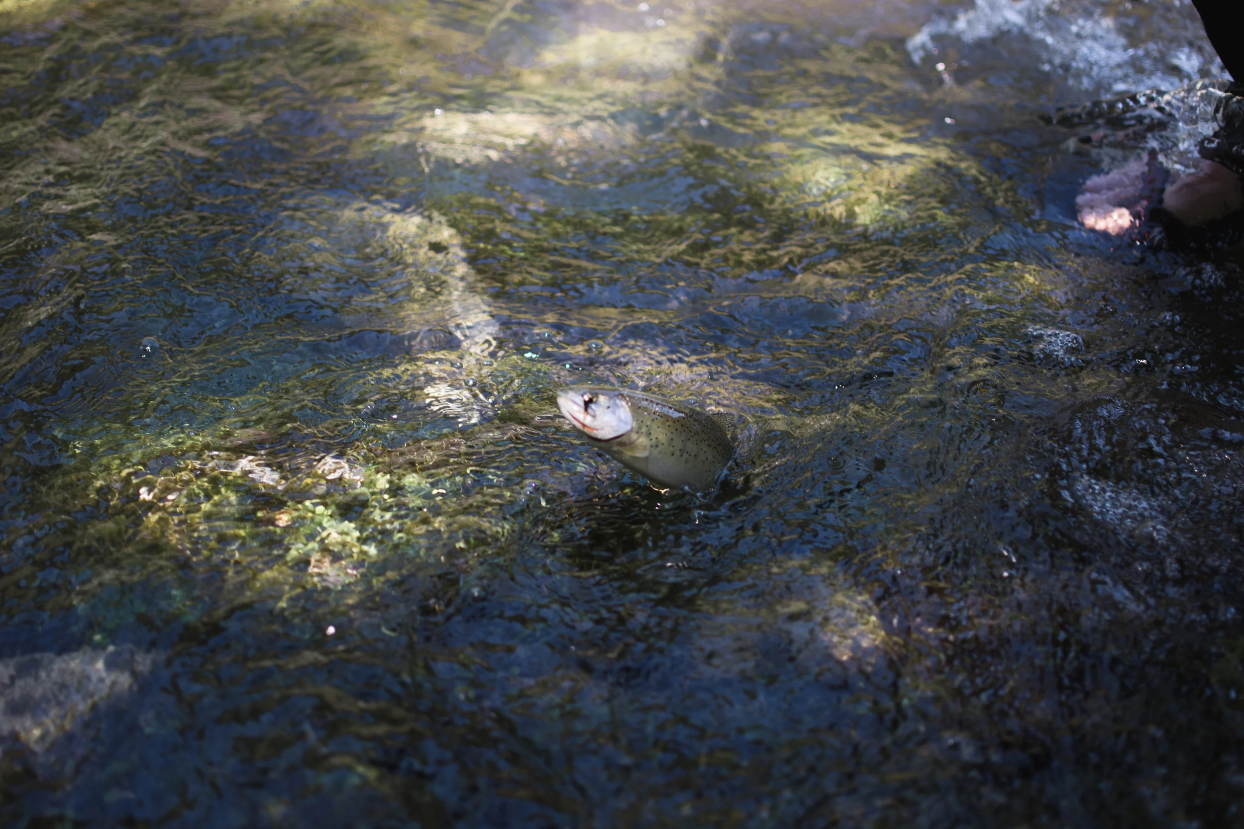north fork clearwater river